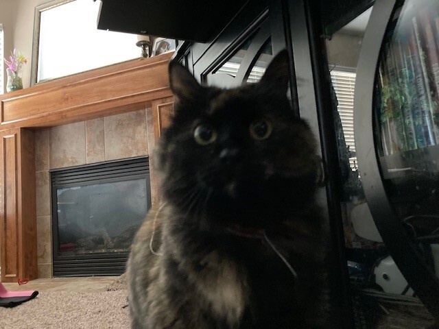 Picture of the Animal Listed