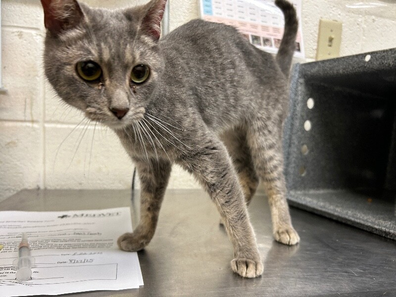 Picture of the Animal Listed