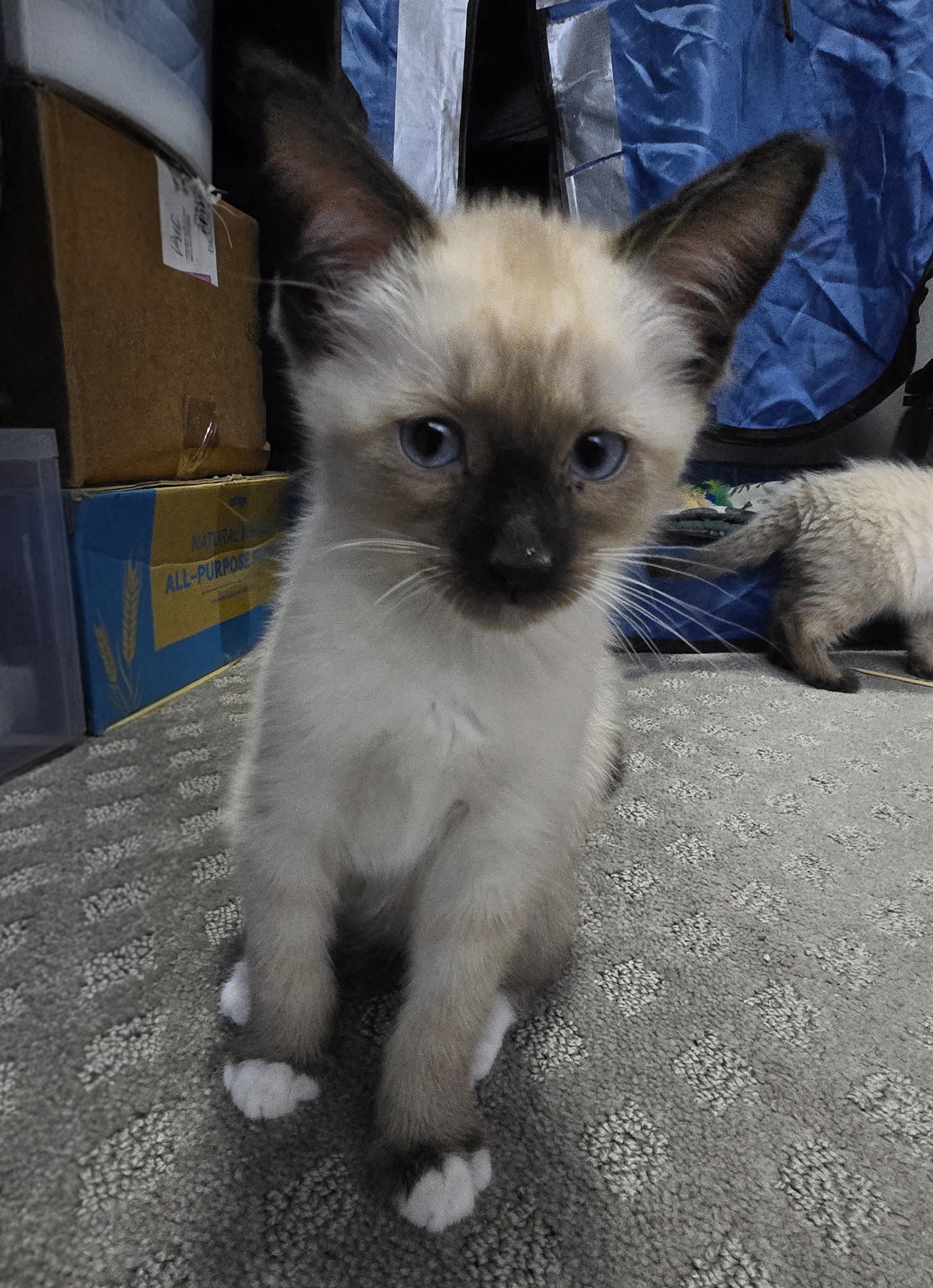 Picture of the Animal Listed