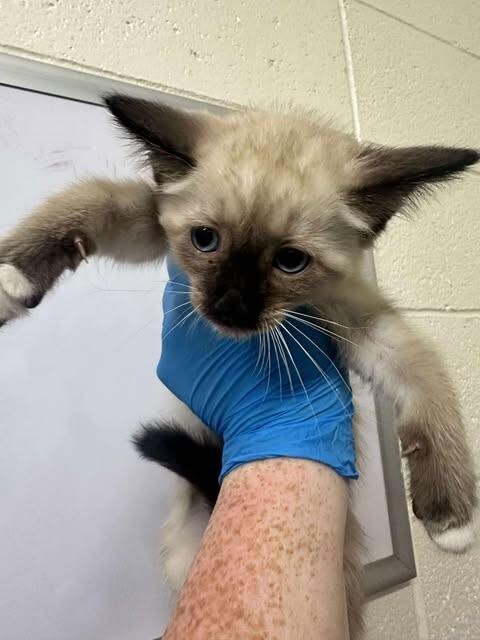 Picture of the Animal Listed