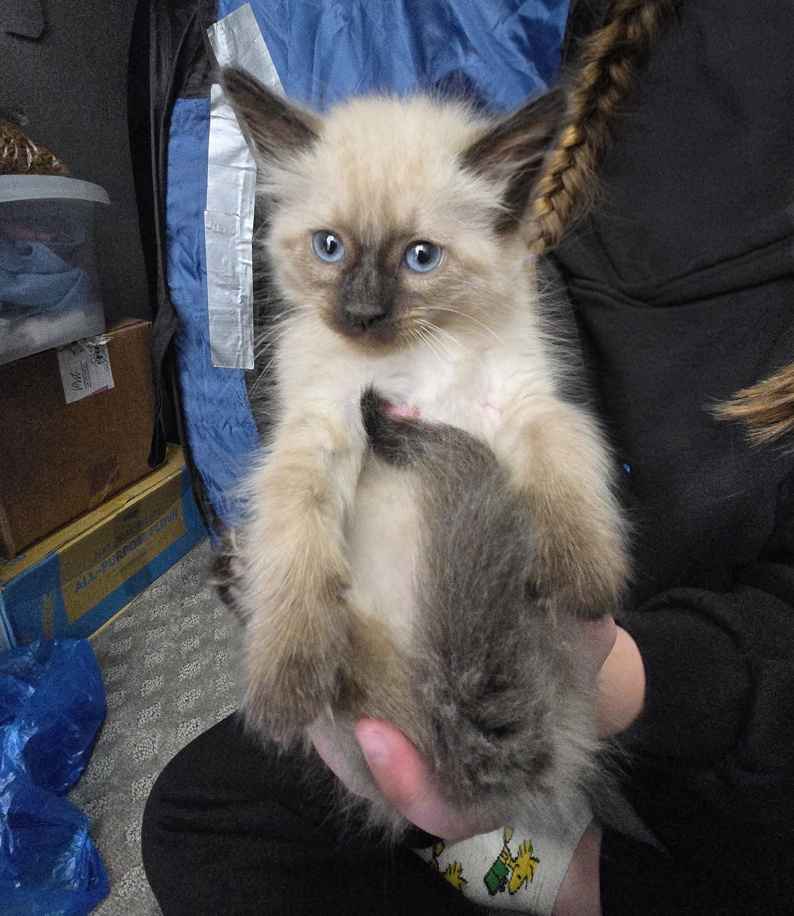 Picture of the Animal Listed