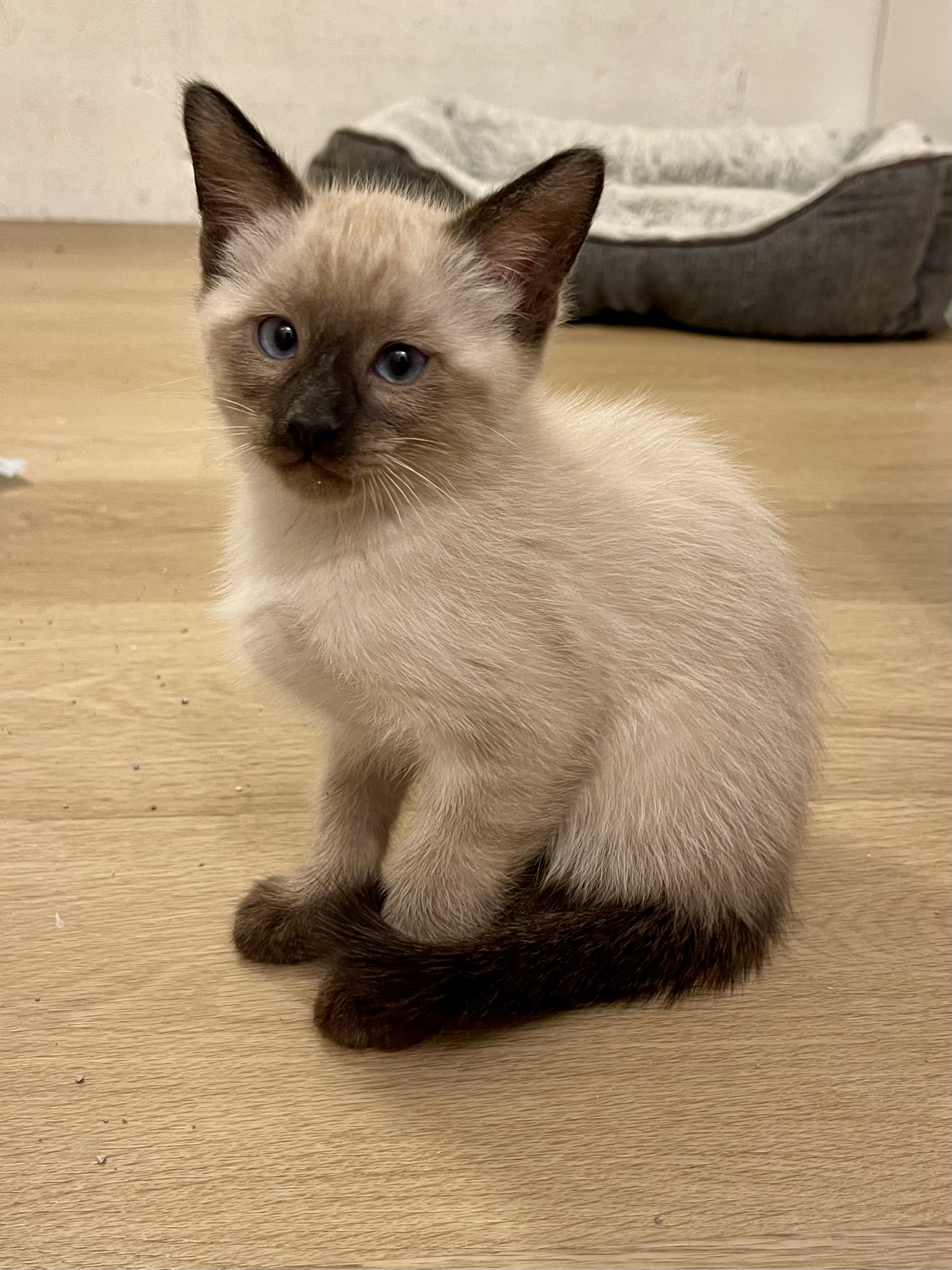 Picture of the Animal Listed
