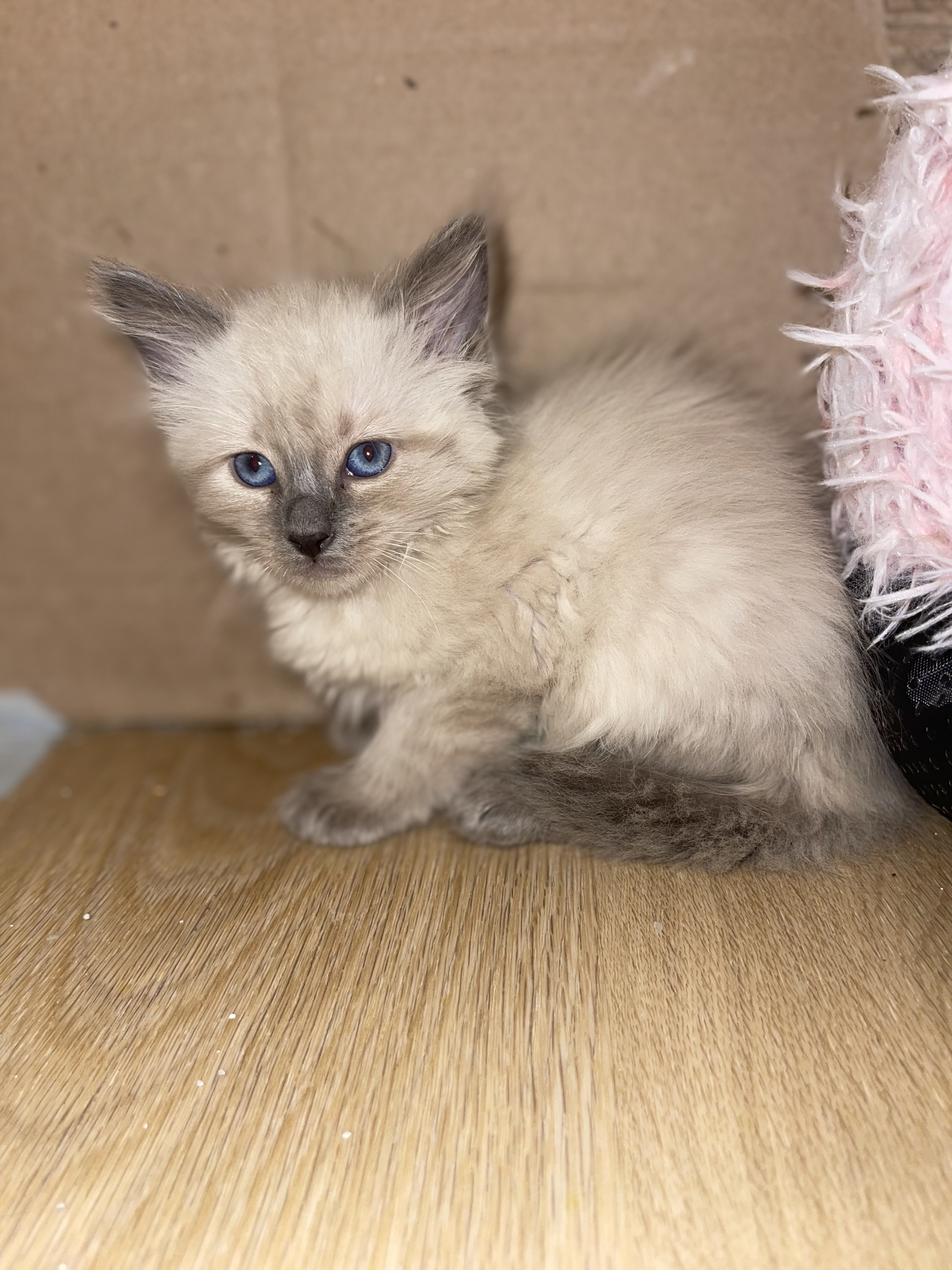 Picture of the Animal Listed