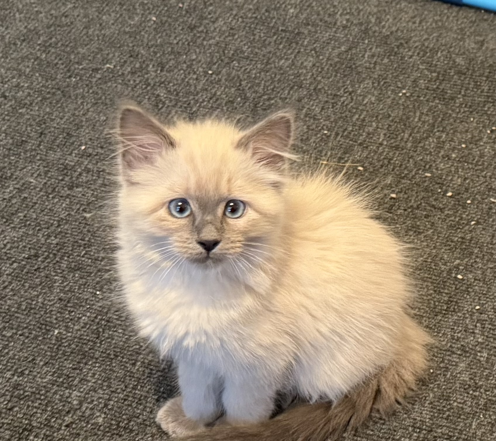 Picture of the Animal Listed