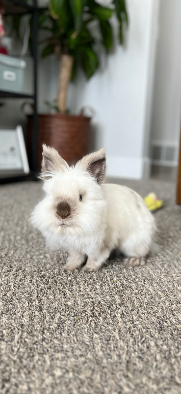Picture of the Animal Listed