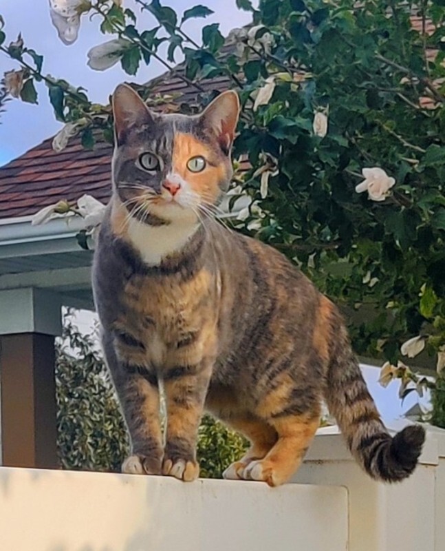 Picture of the Animal Listed