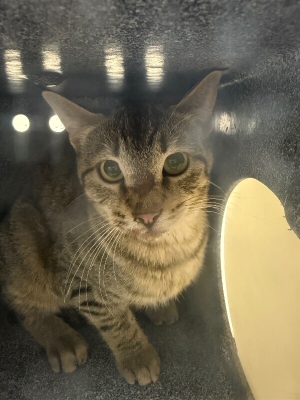 Picture of the Animal Listed