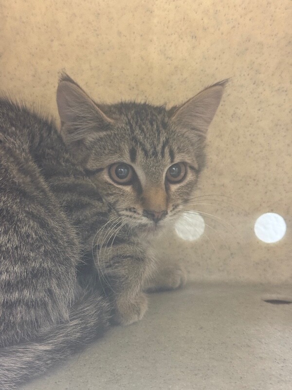 Picture of the Animal Listed