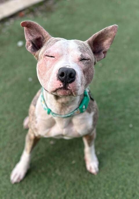 Picture of the Animal Listed