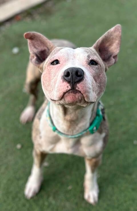 Picture of the Animal Listed