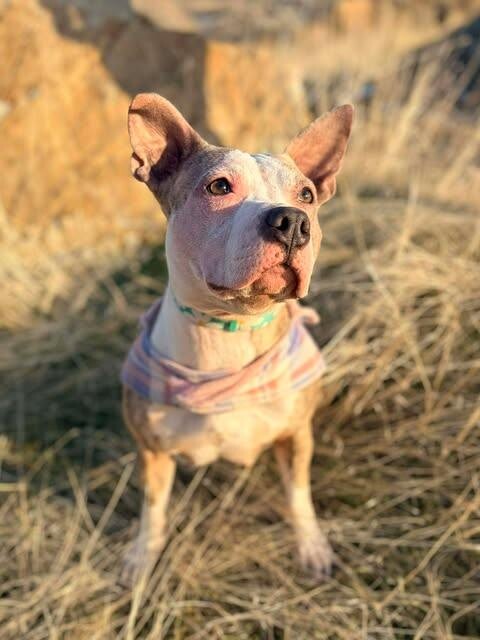 Picture of the Animal Listed