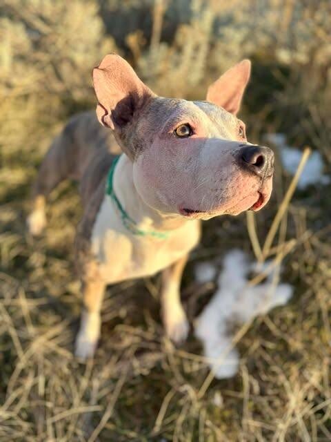 Picture of the Animal Listed