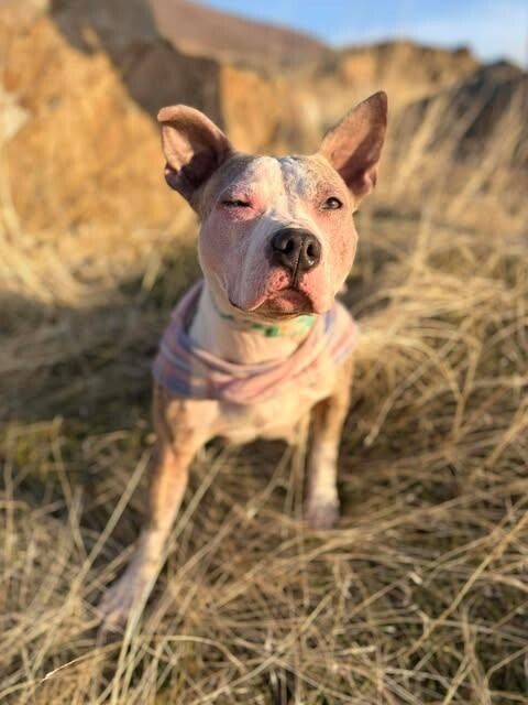 Picture of the Animal Listed