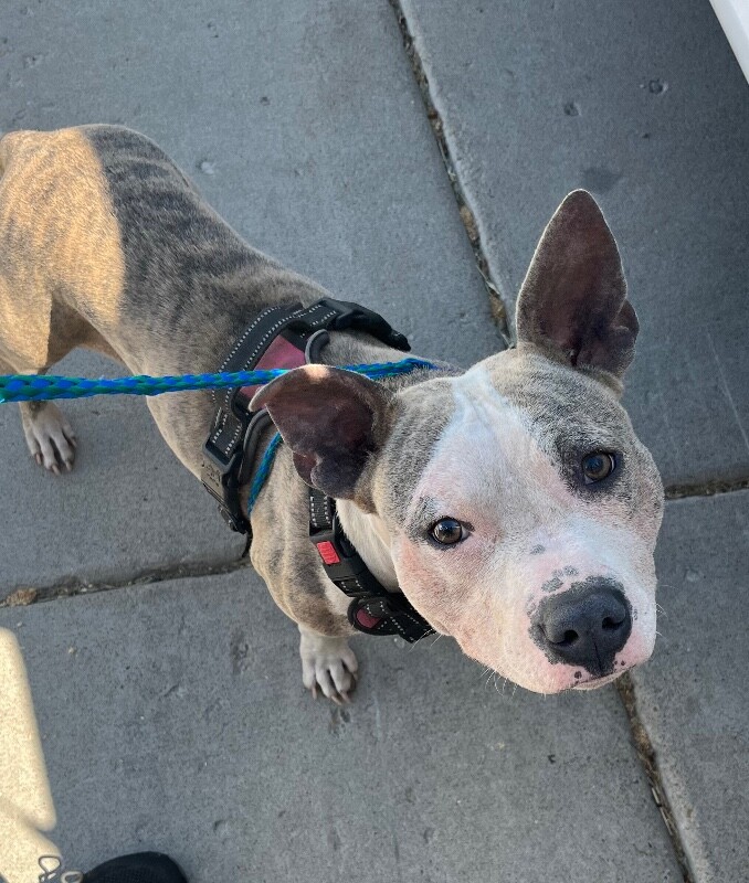 Picture of the Animal Listed