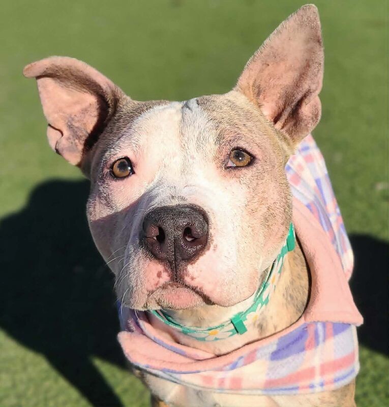 Picture of the Animal Listed