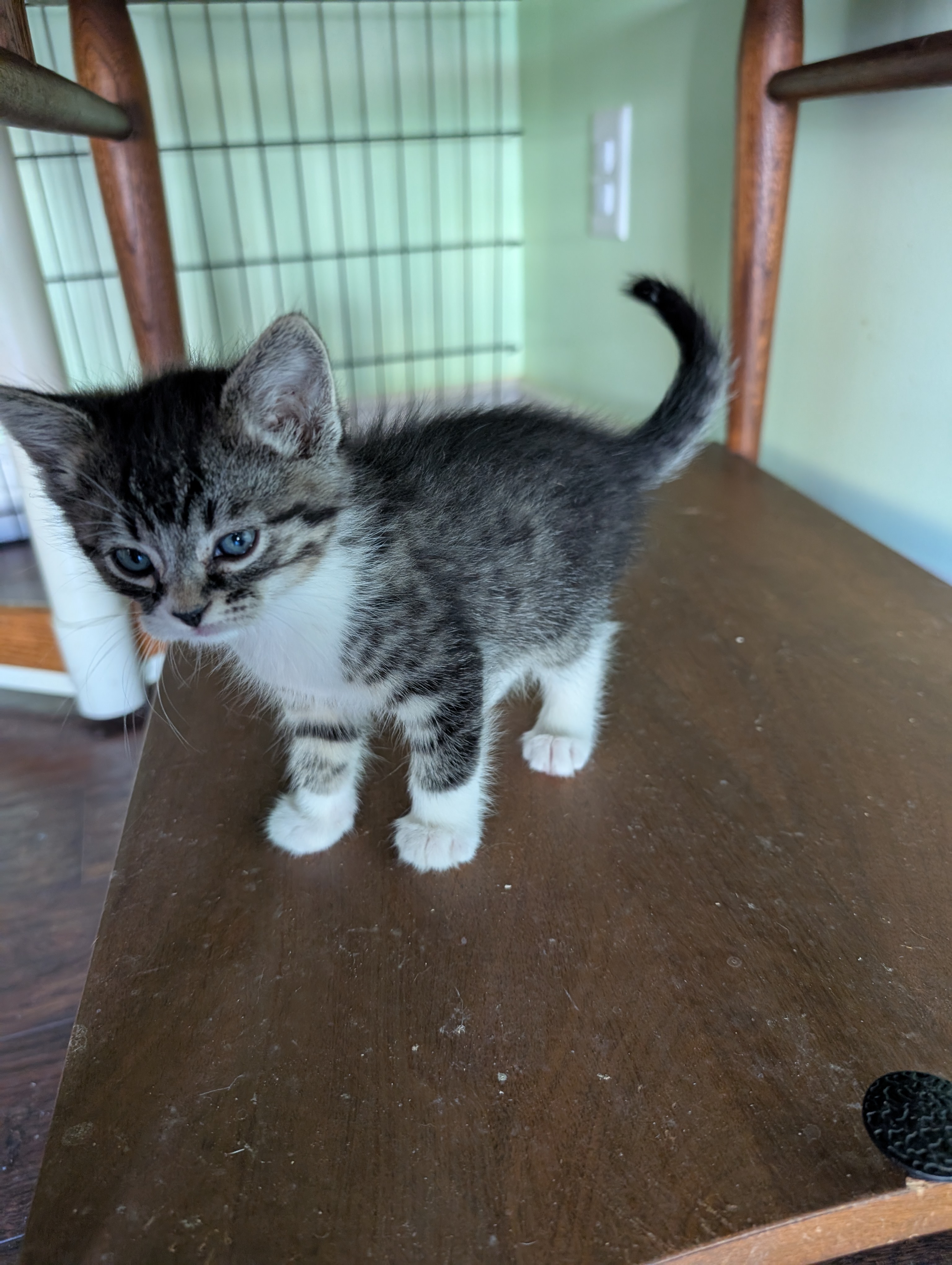 Picture of the Animal Listed