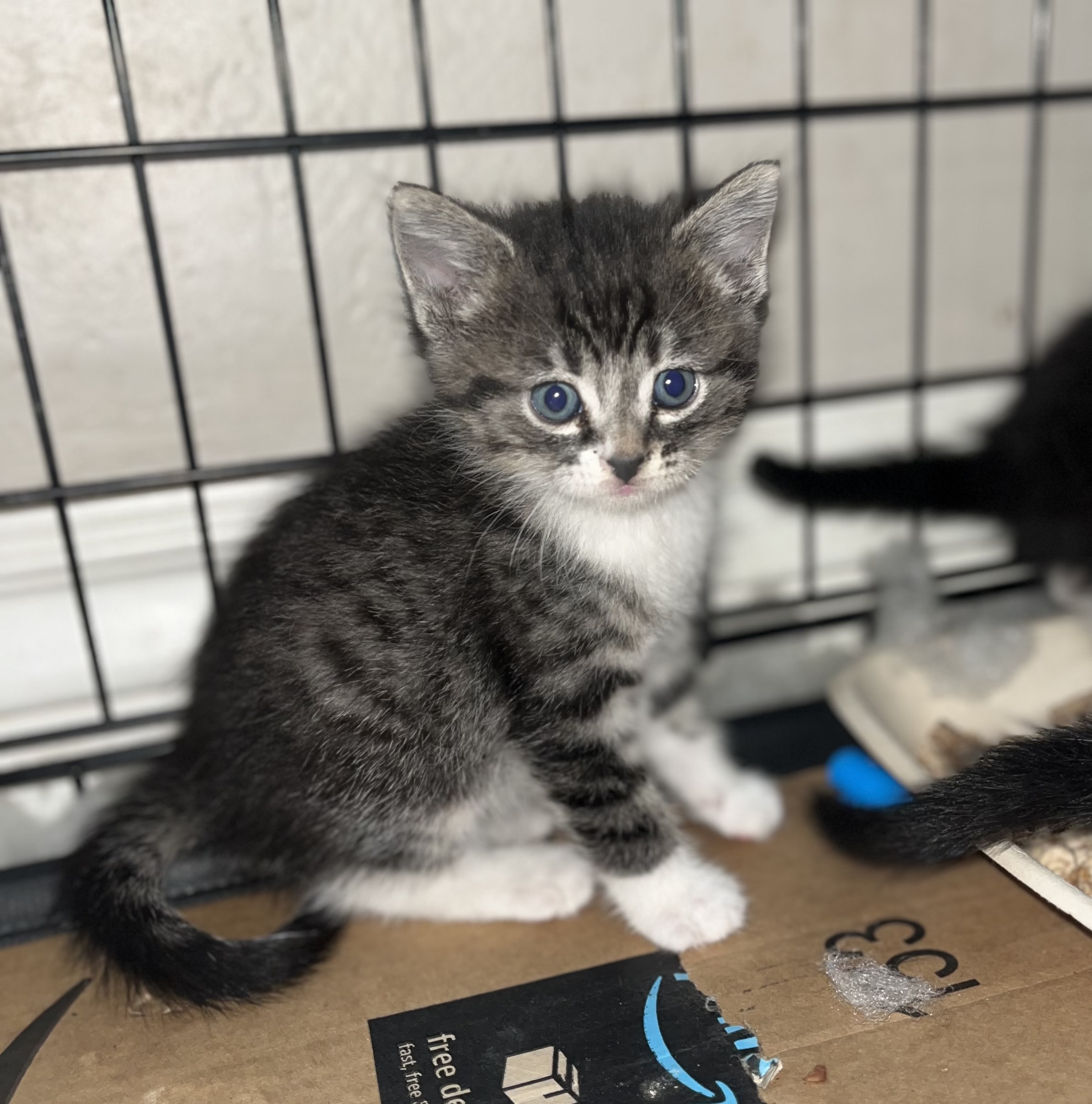 Picture of the Animal Listed