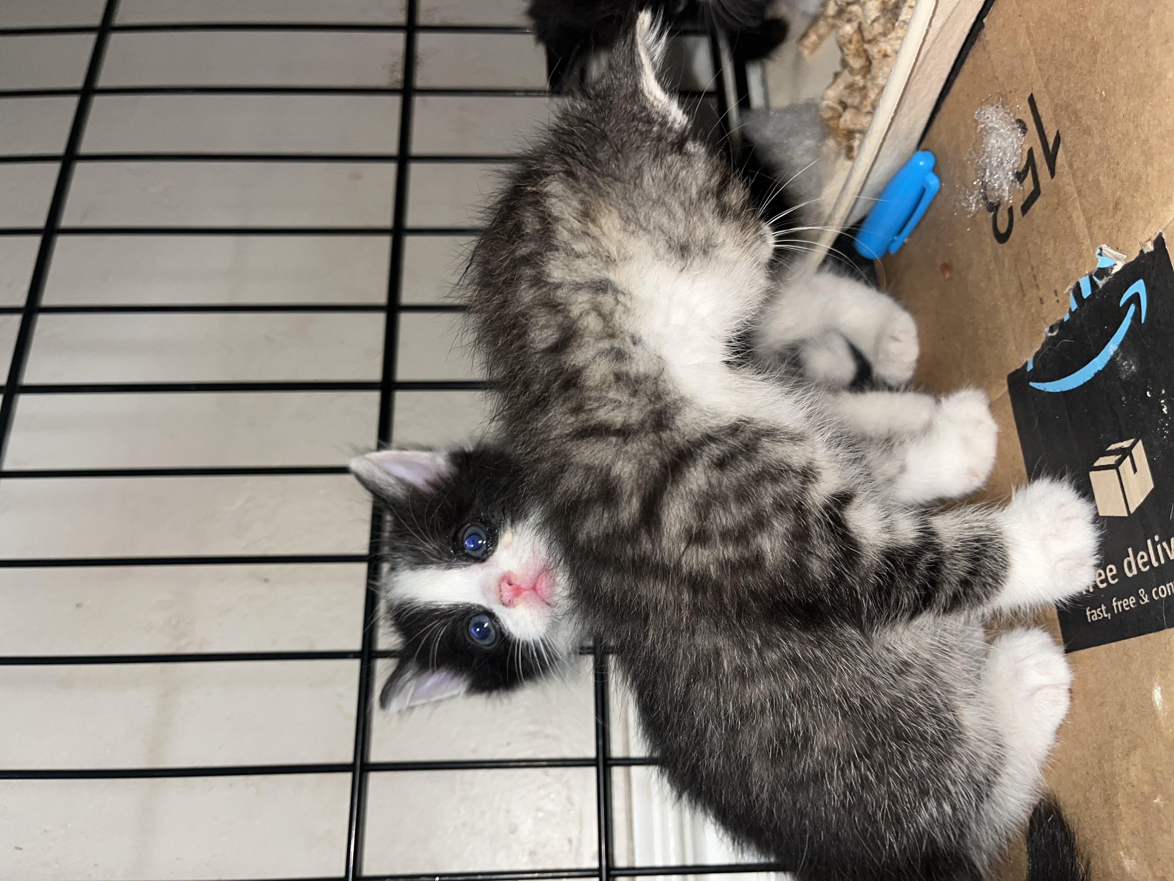 Picture of the Animal Listed