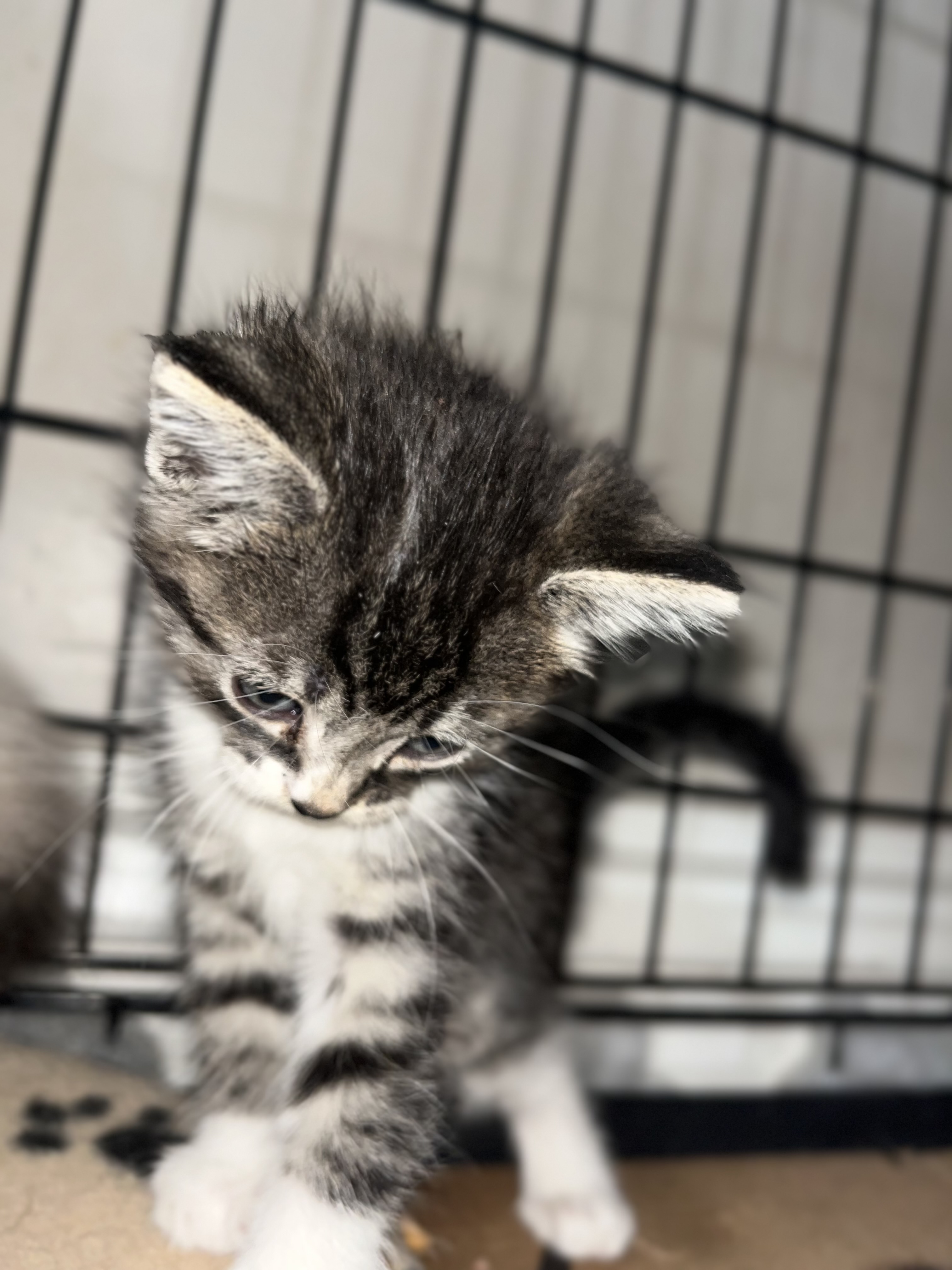 Picture of the Animal Listed