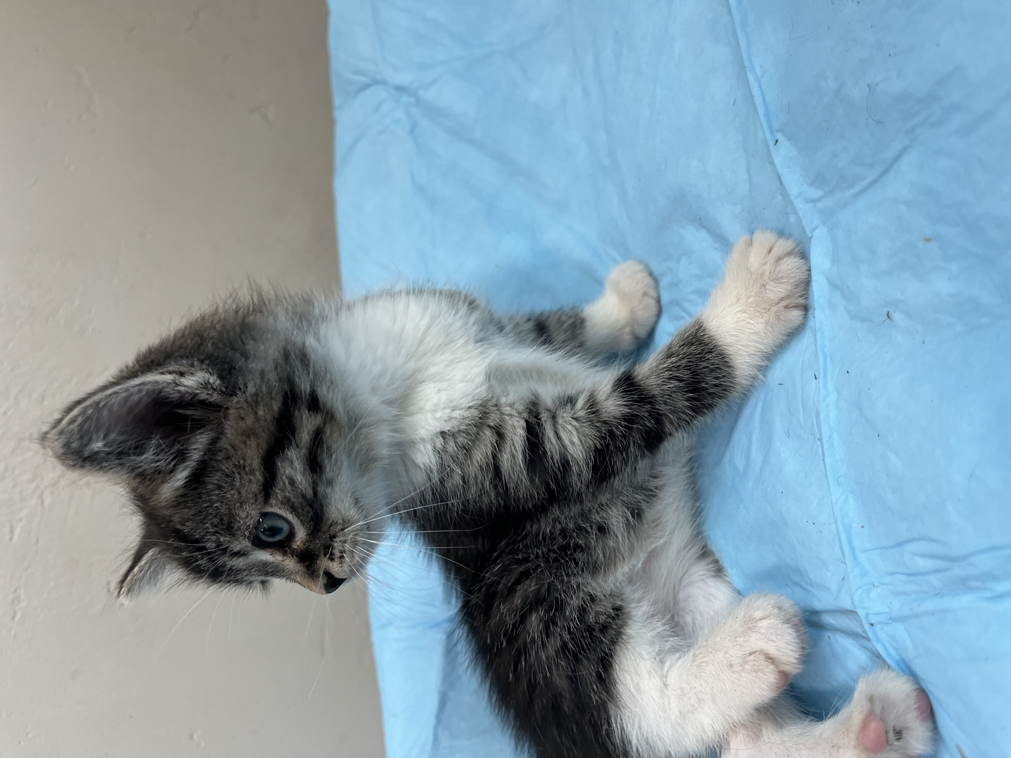 Picture of the Animal Listed