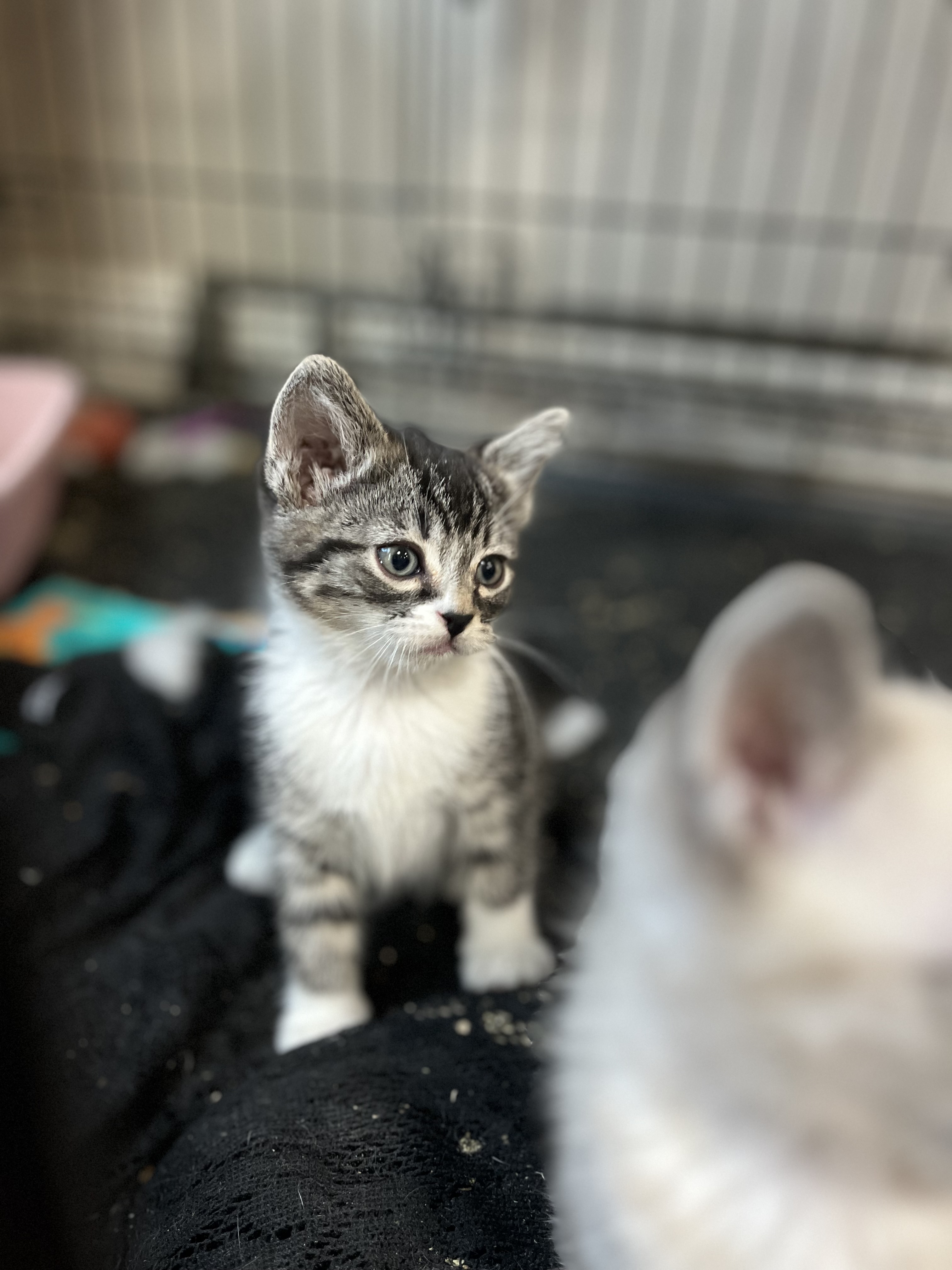 Picture of the Animal Listed