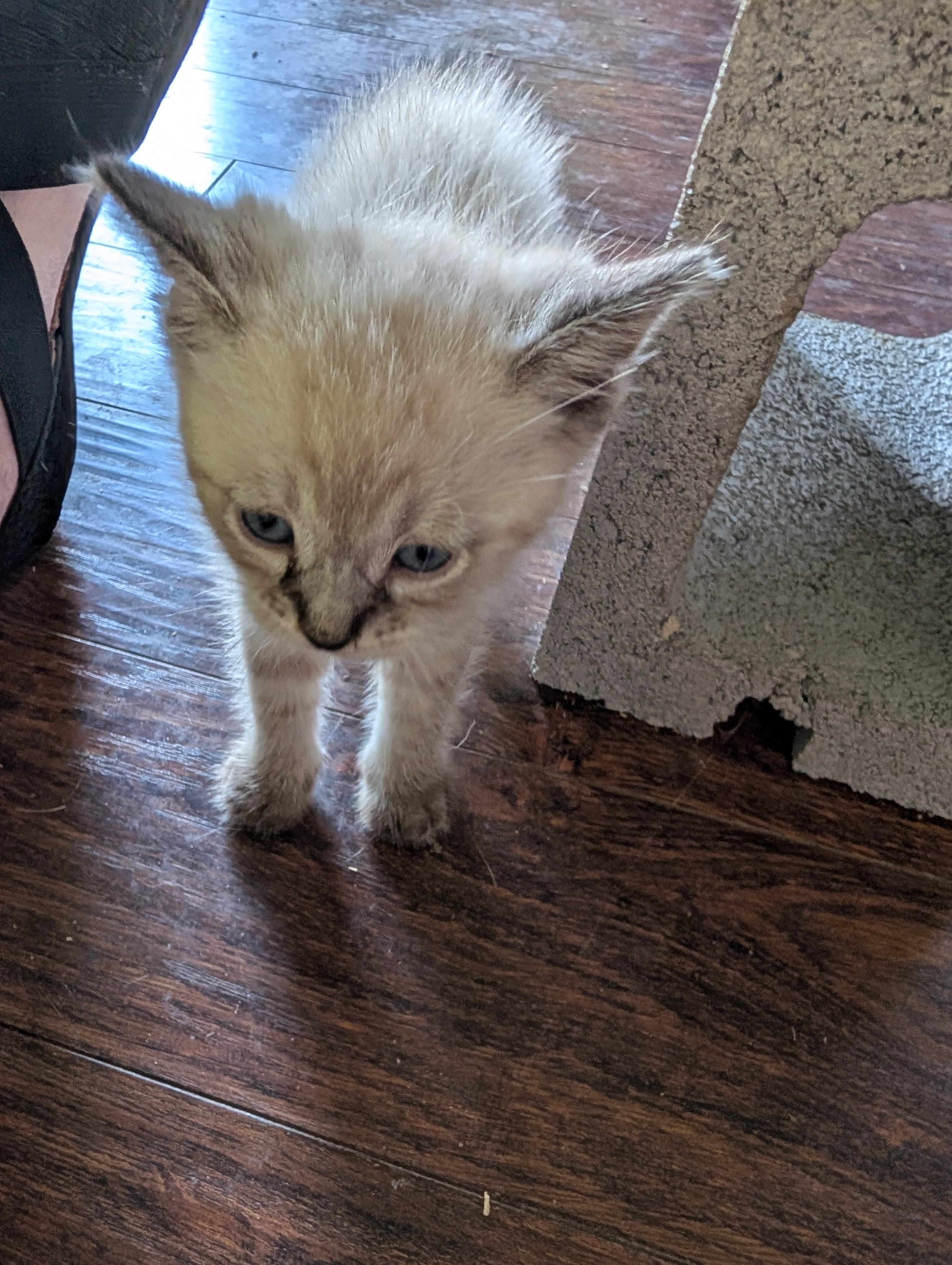 Picture of the Animal Listed