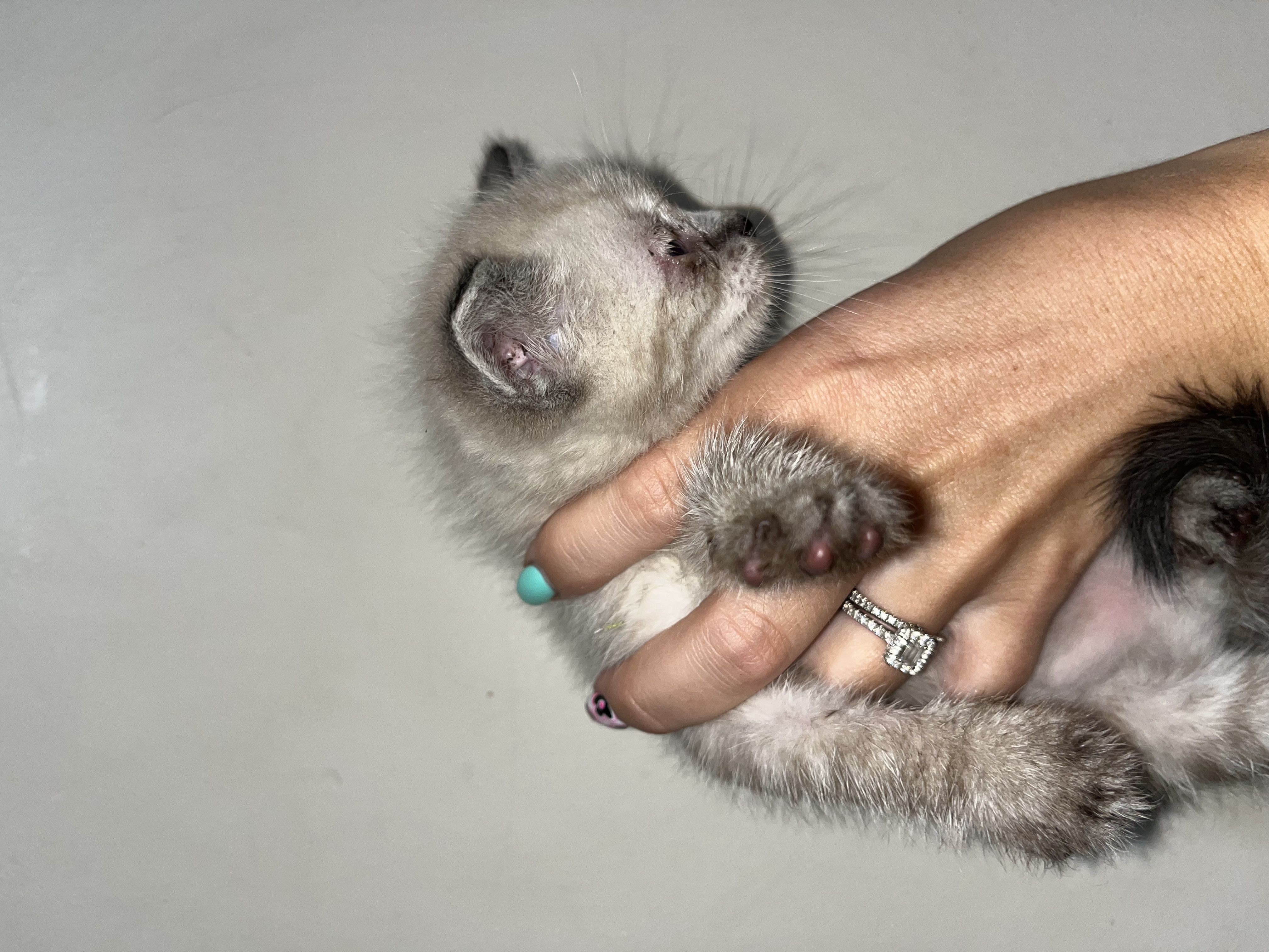 Picture of the Animal Listed