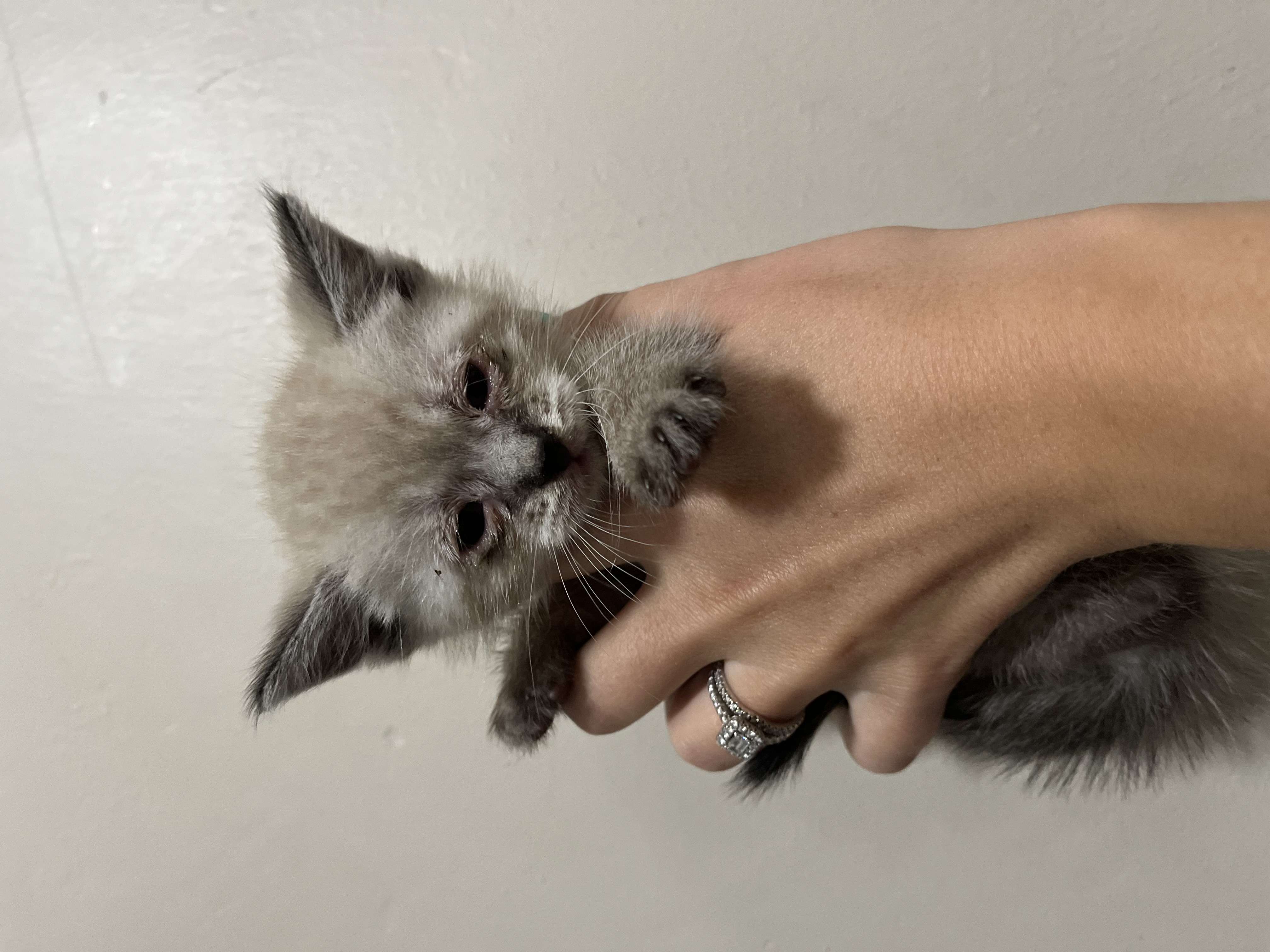 Picture of the Animal Listed