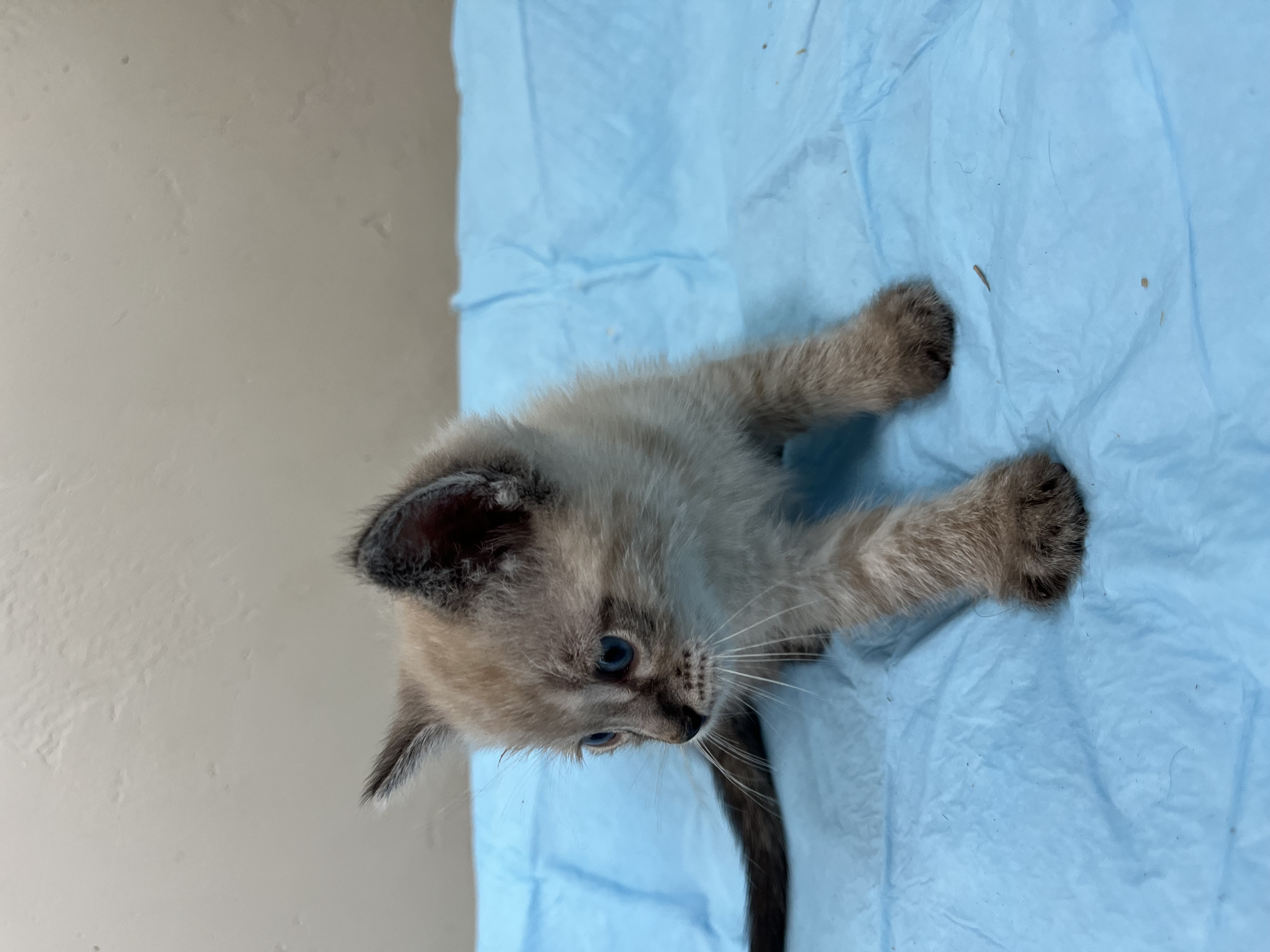Picture of the Animal Listed