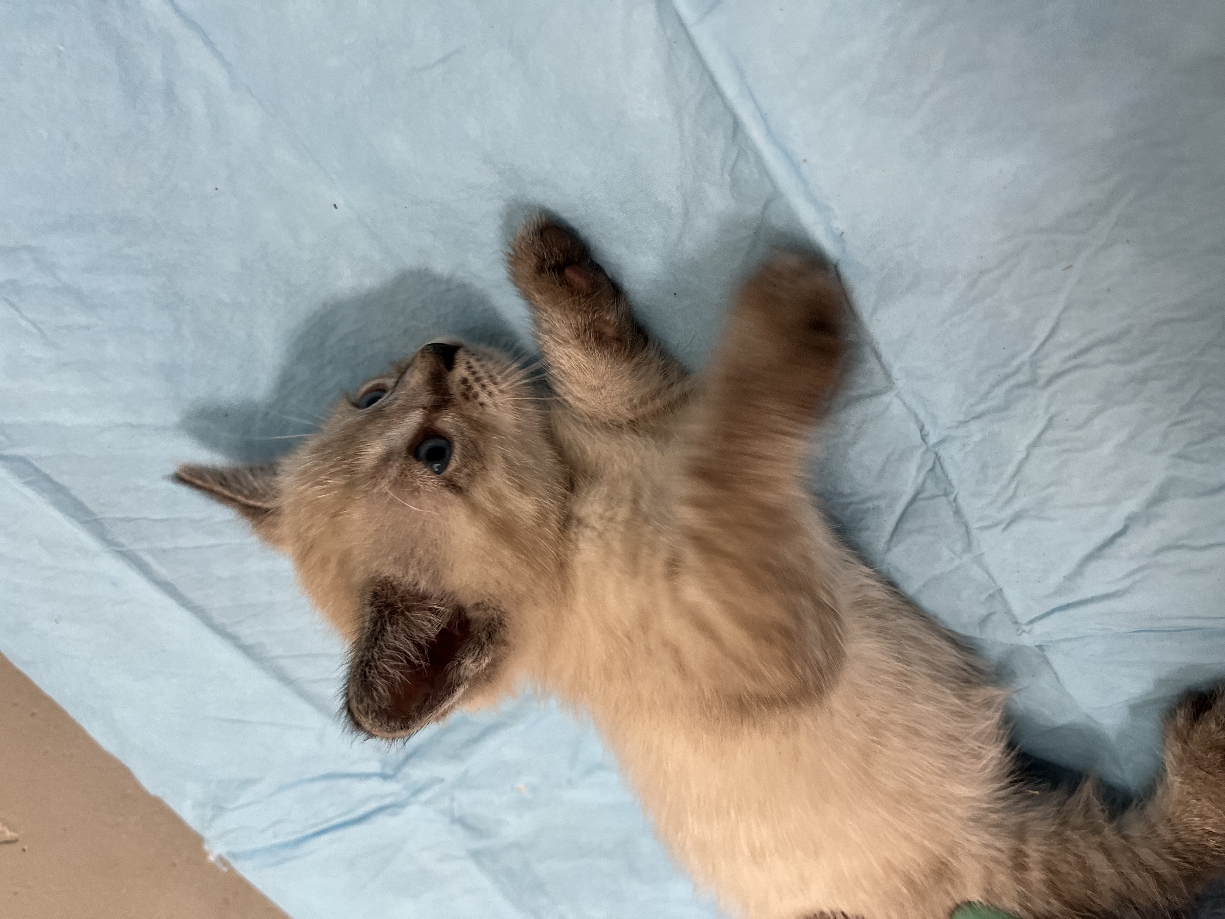 Picture of the Animal Listed