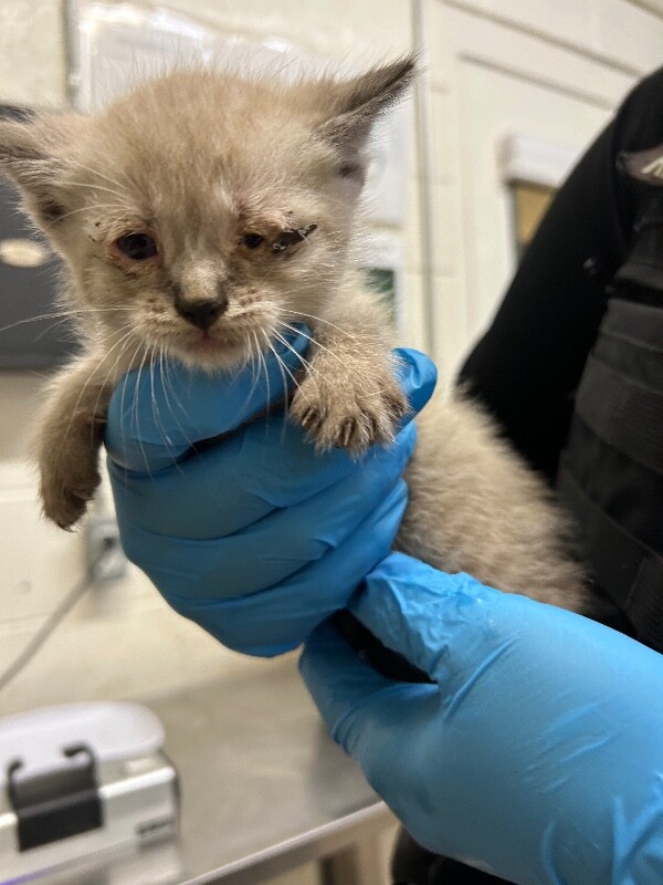 Picture of the Animal Listed