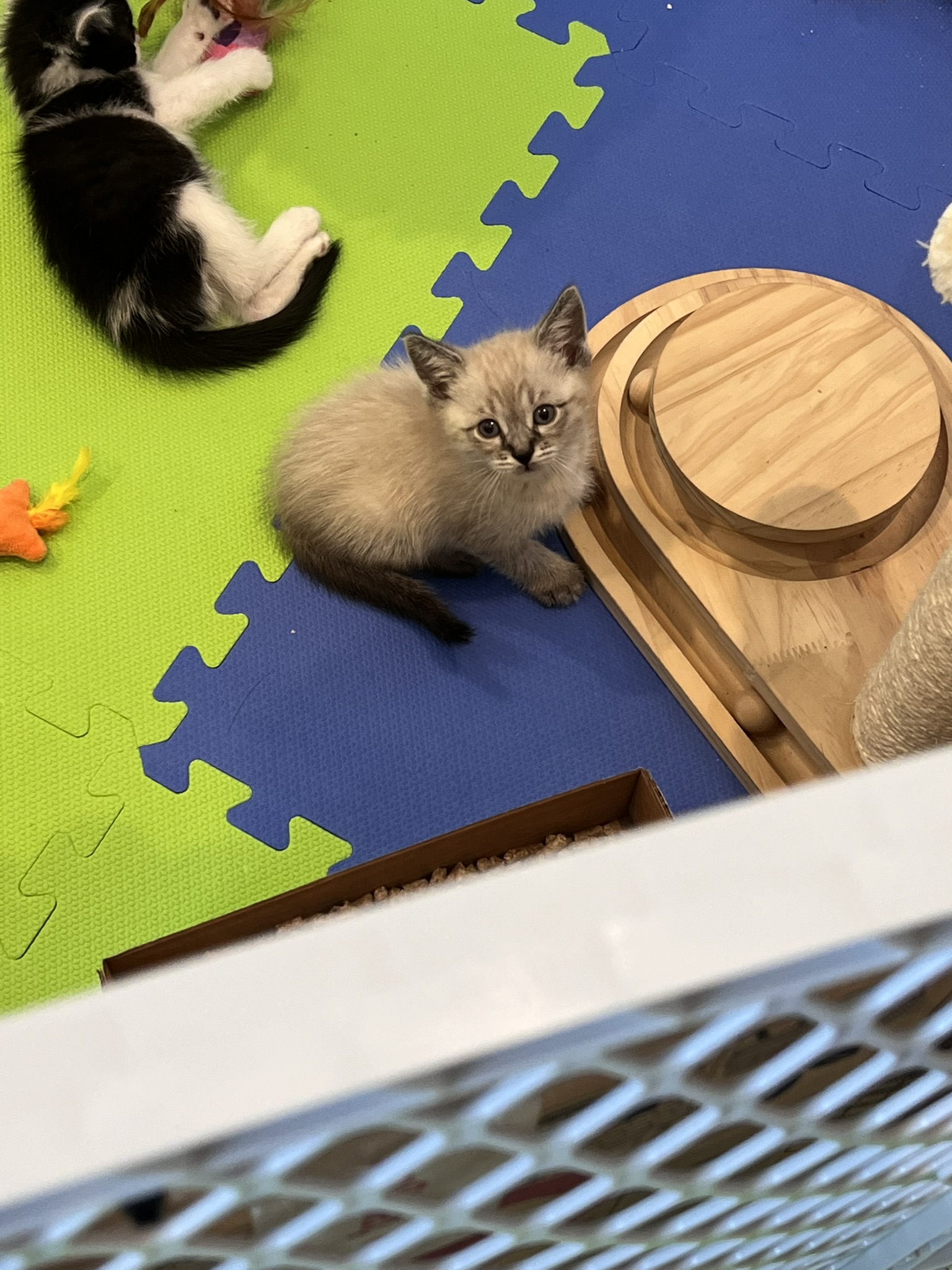 Picture of the Animal Listed