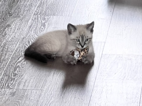 Picture of the Animal Listed