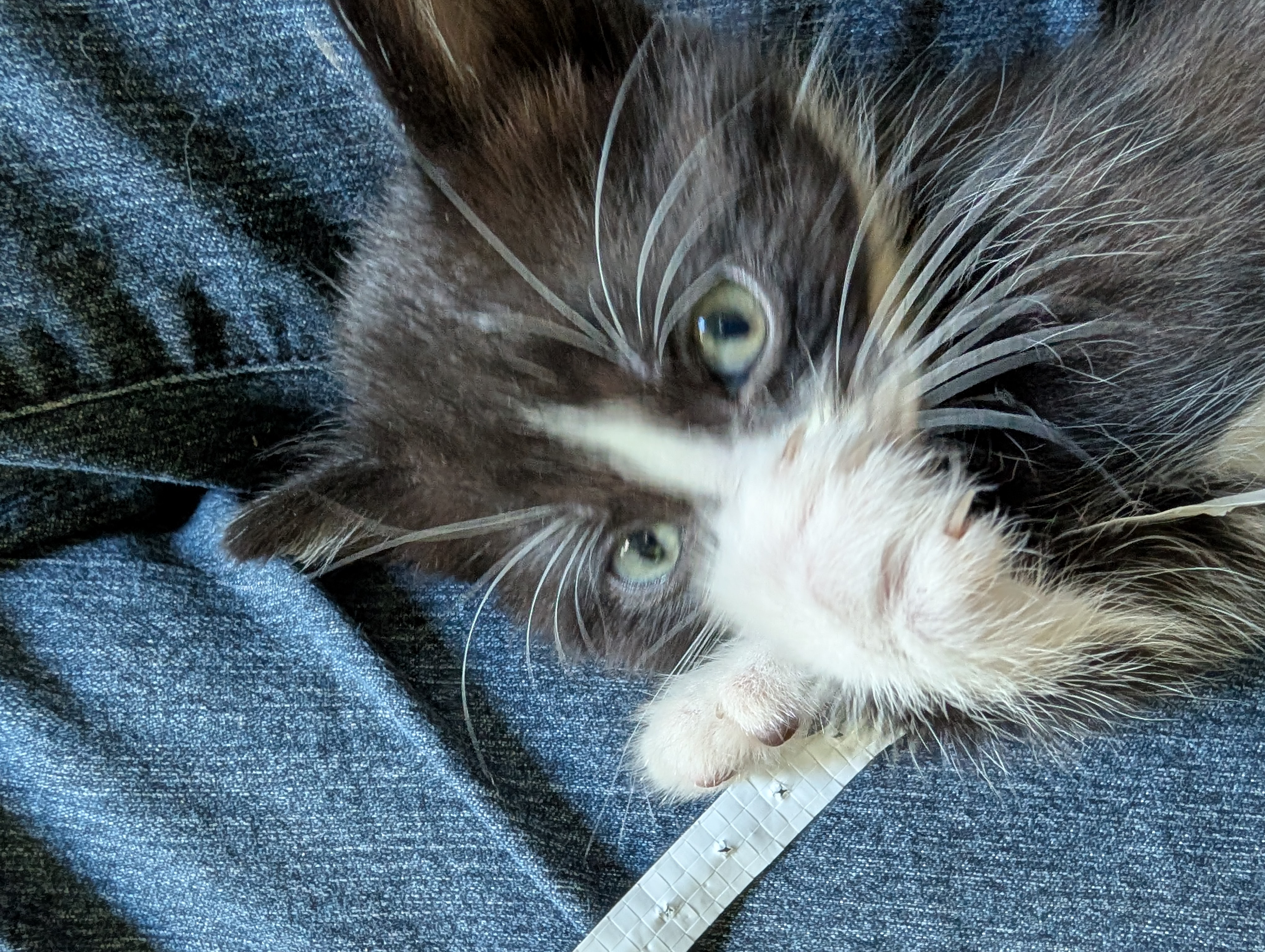 Picture of the Animal Listed