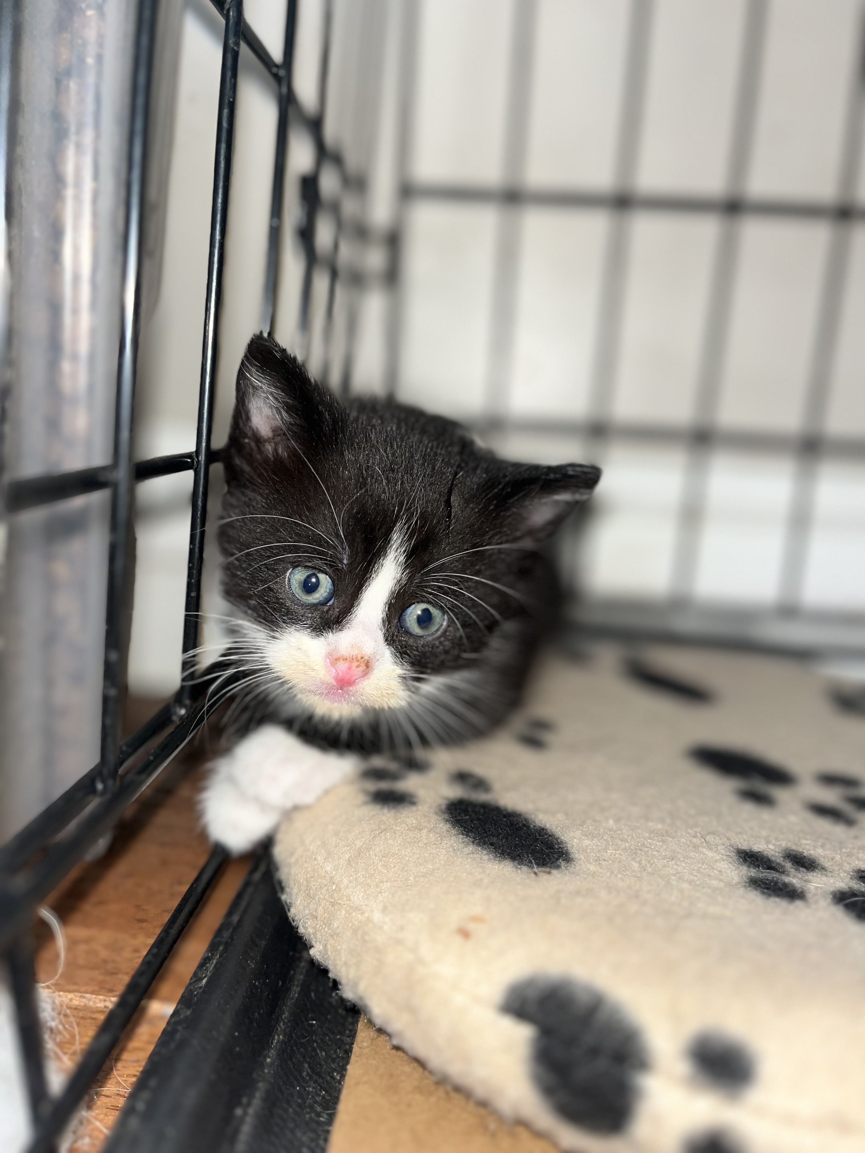 Picture of the Animal Listed
