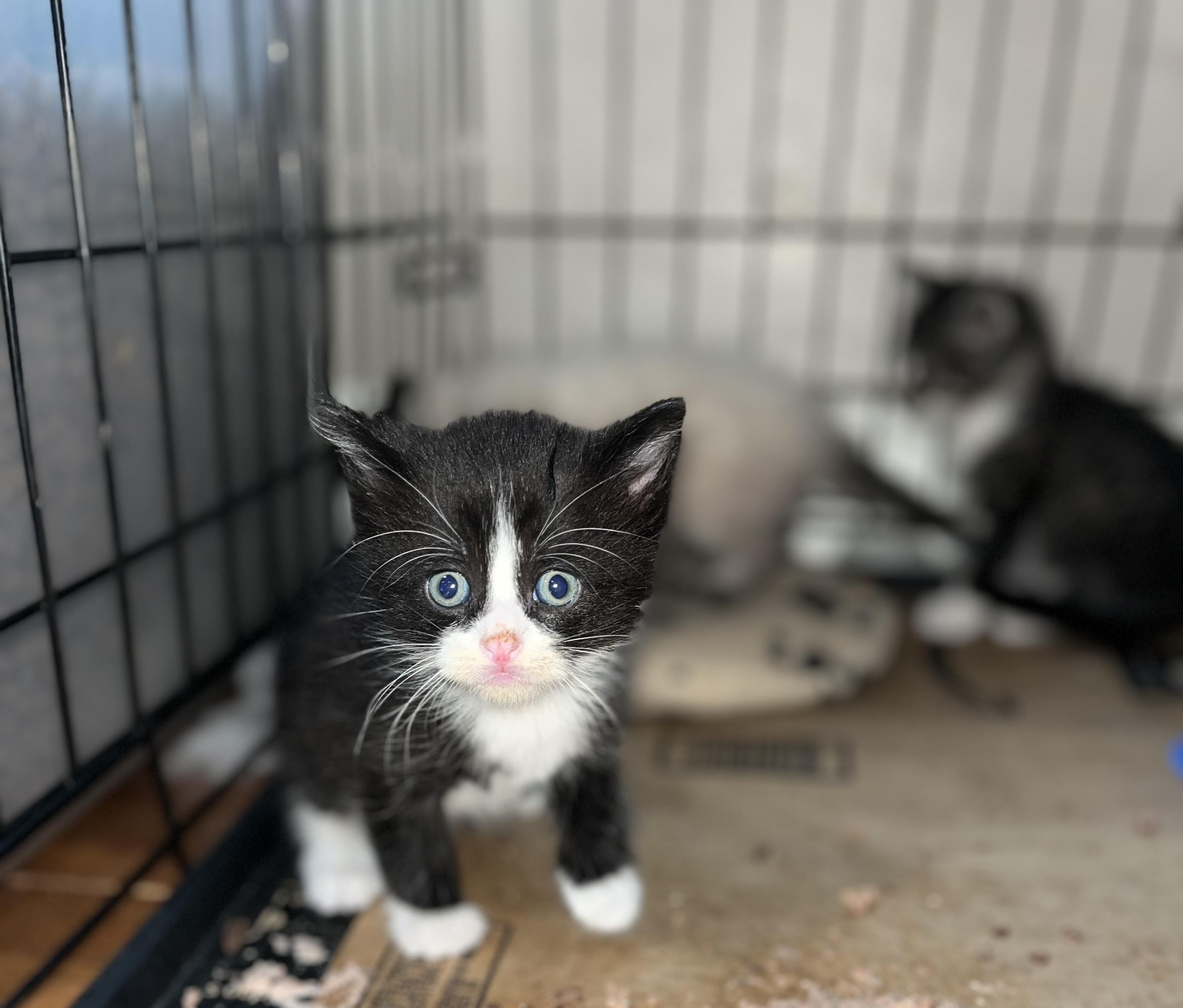 Picture of the Animal Listed