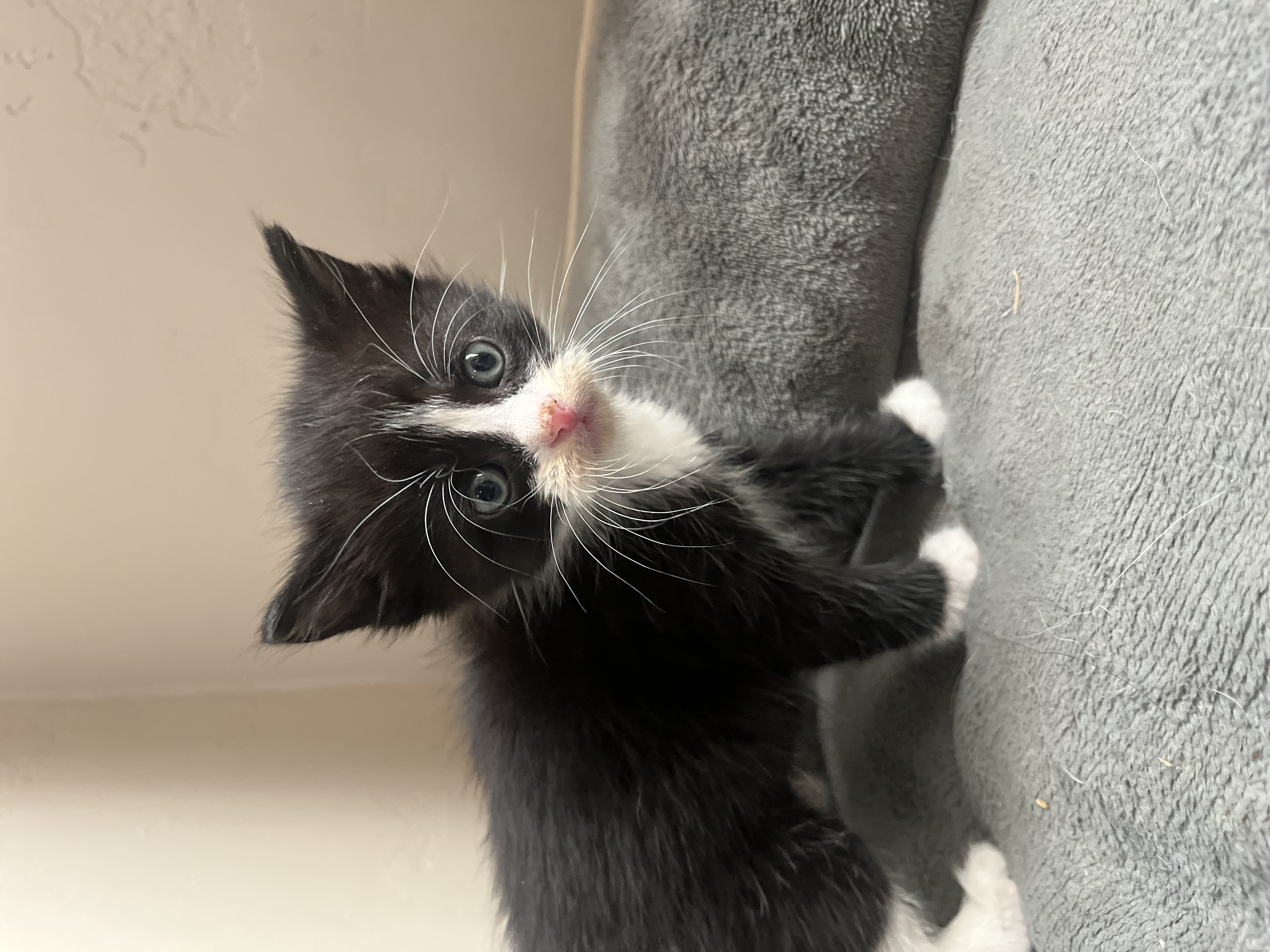 Picture of the Animal Listed