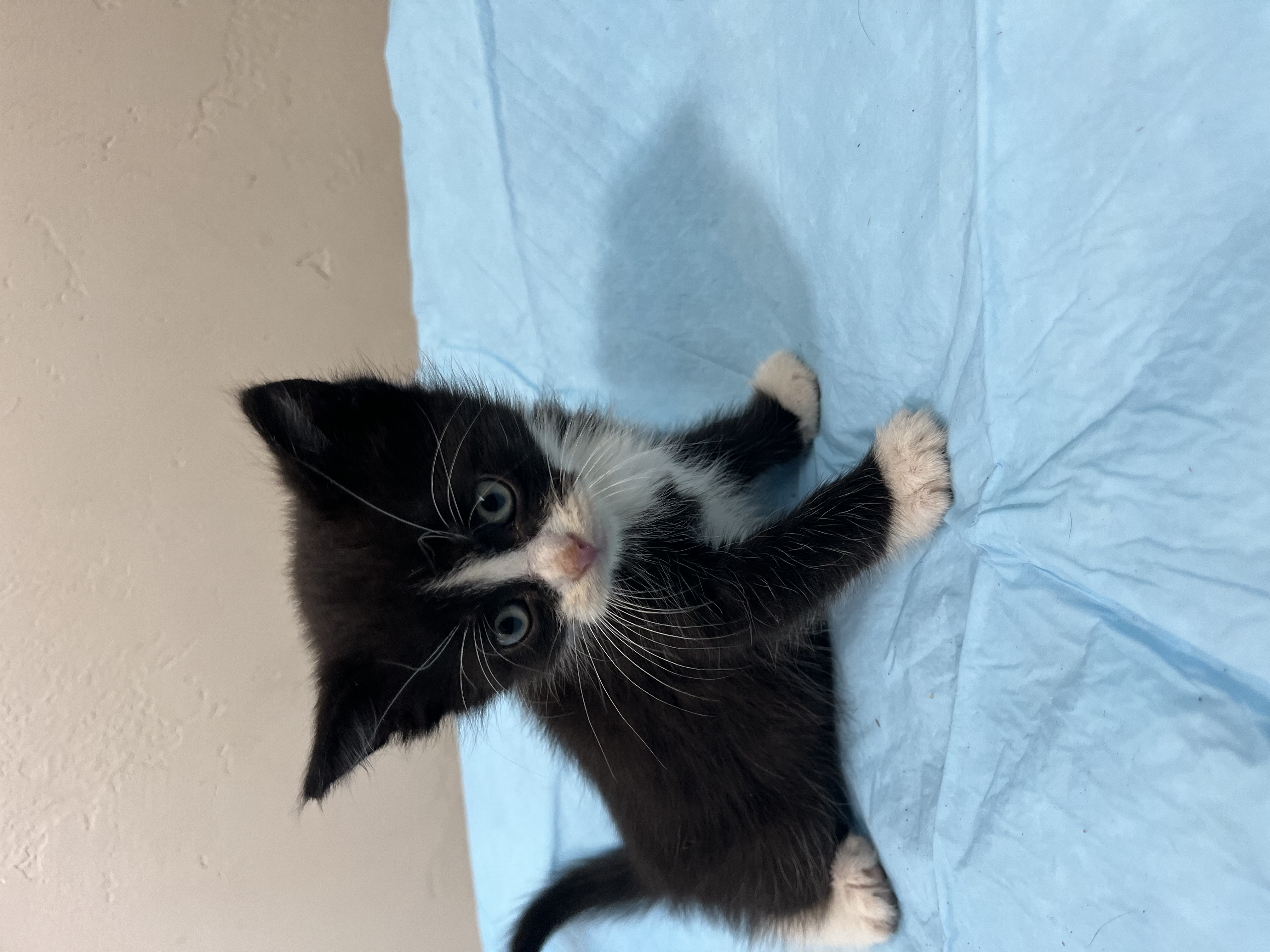 Picture of the Animal Listed