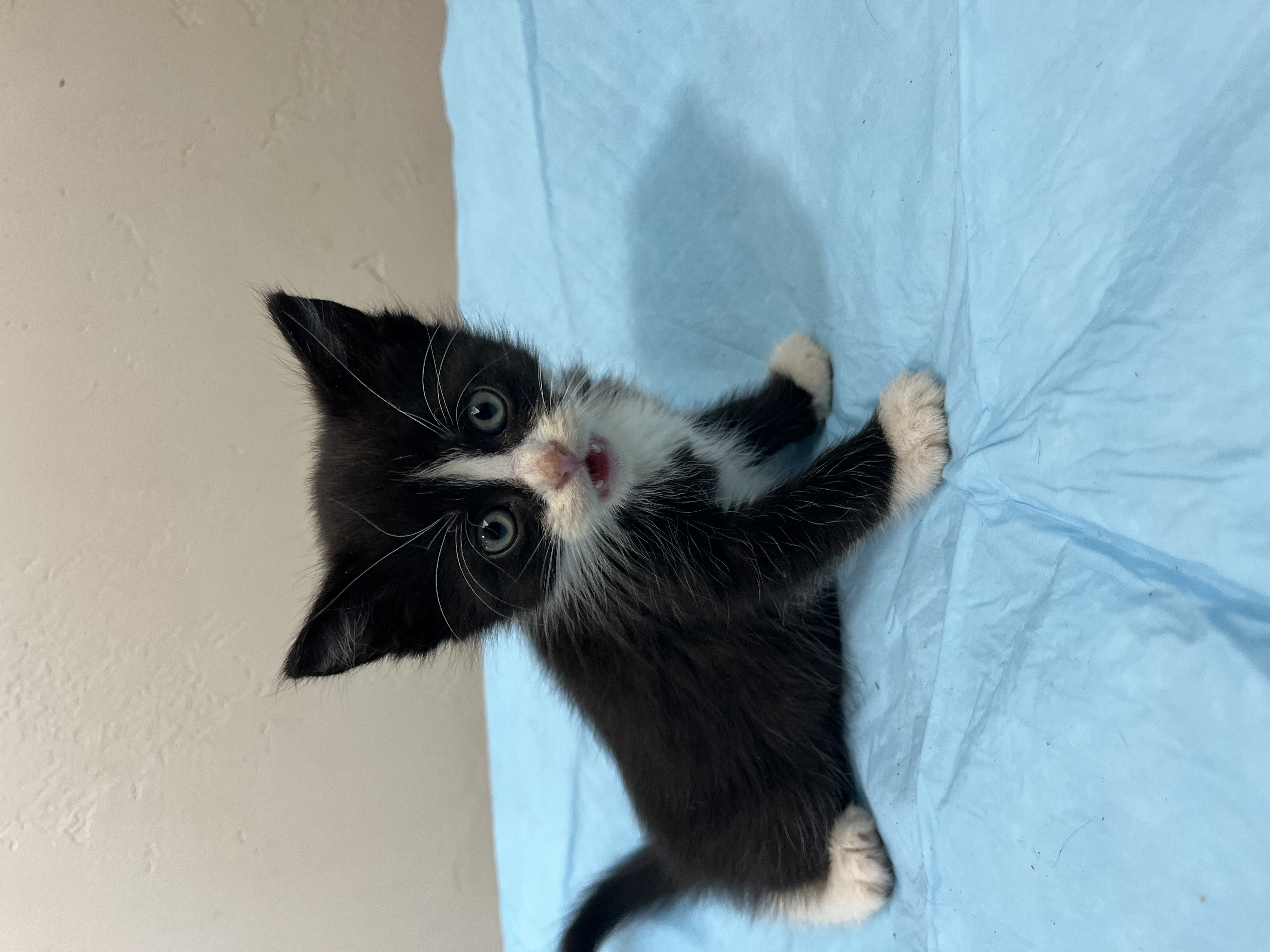 Picture of the Animal Listed