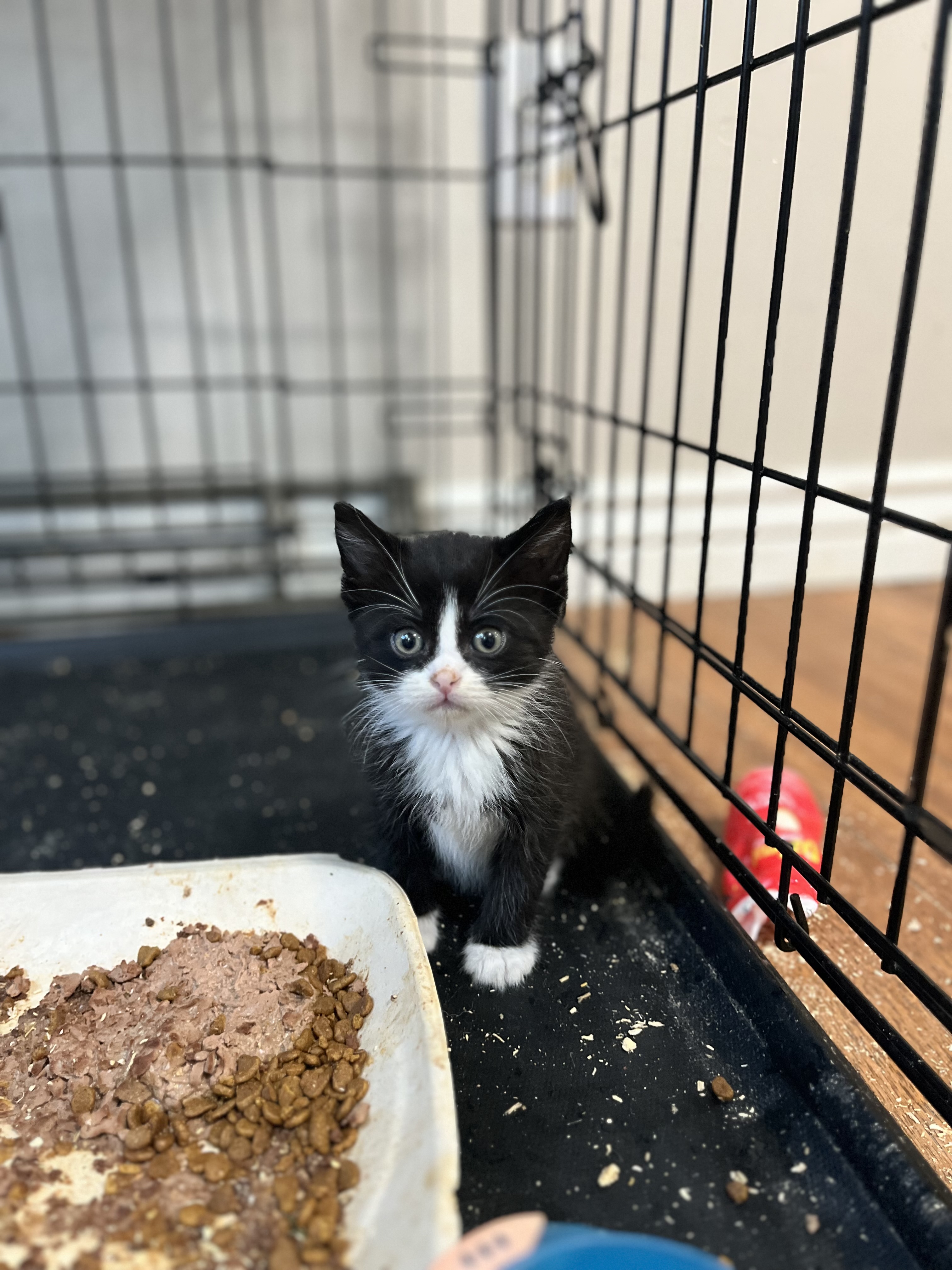 Picture of the Animal Listed