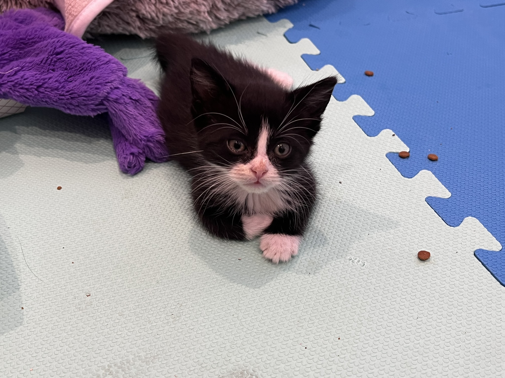 Picture of the Animal Listed