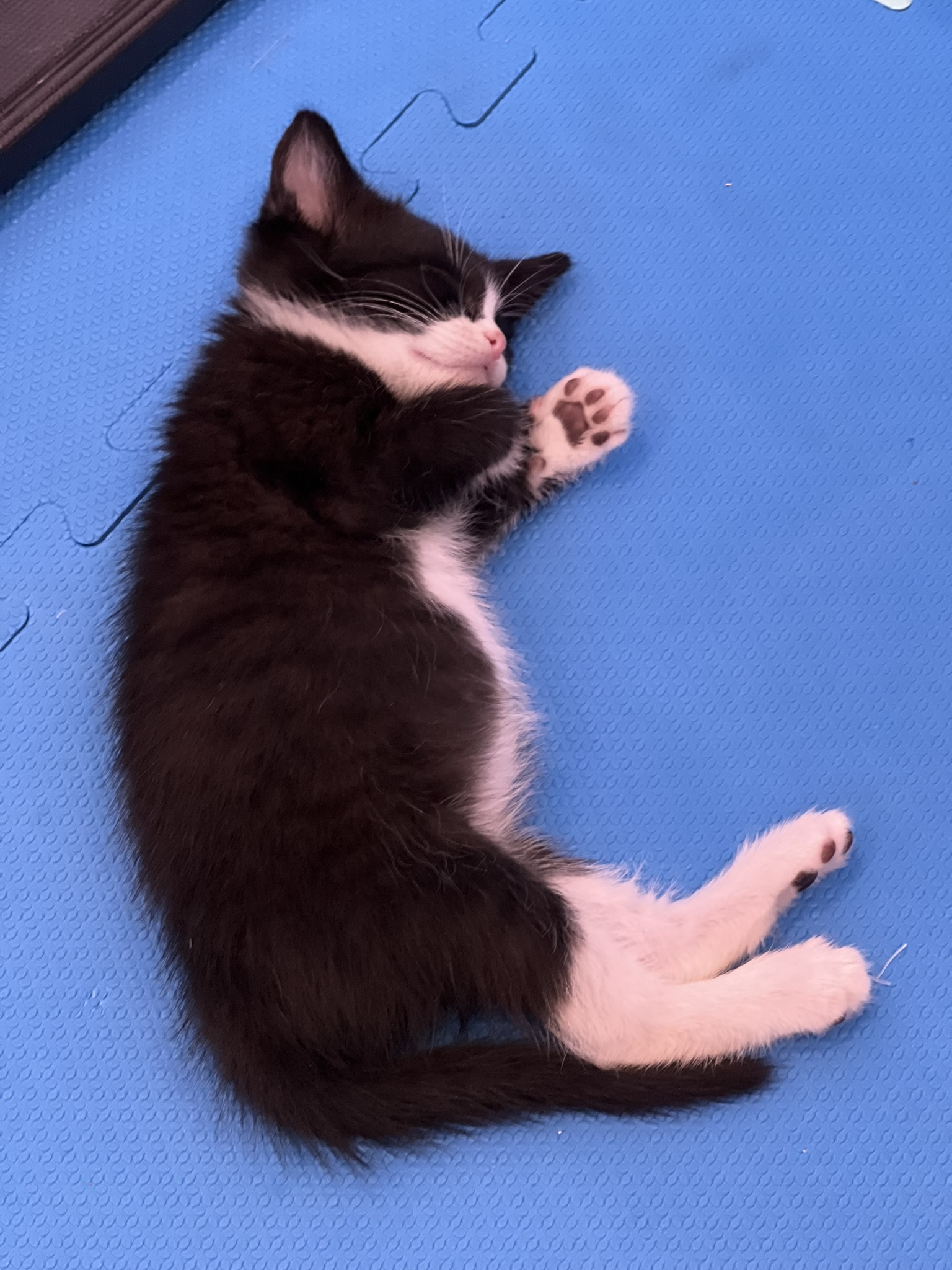 Picture of the Animal Listed