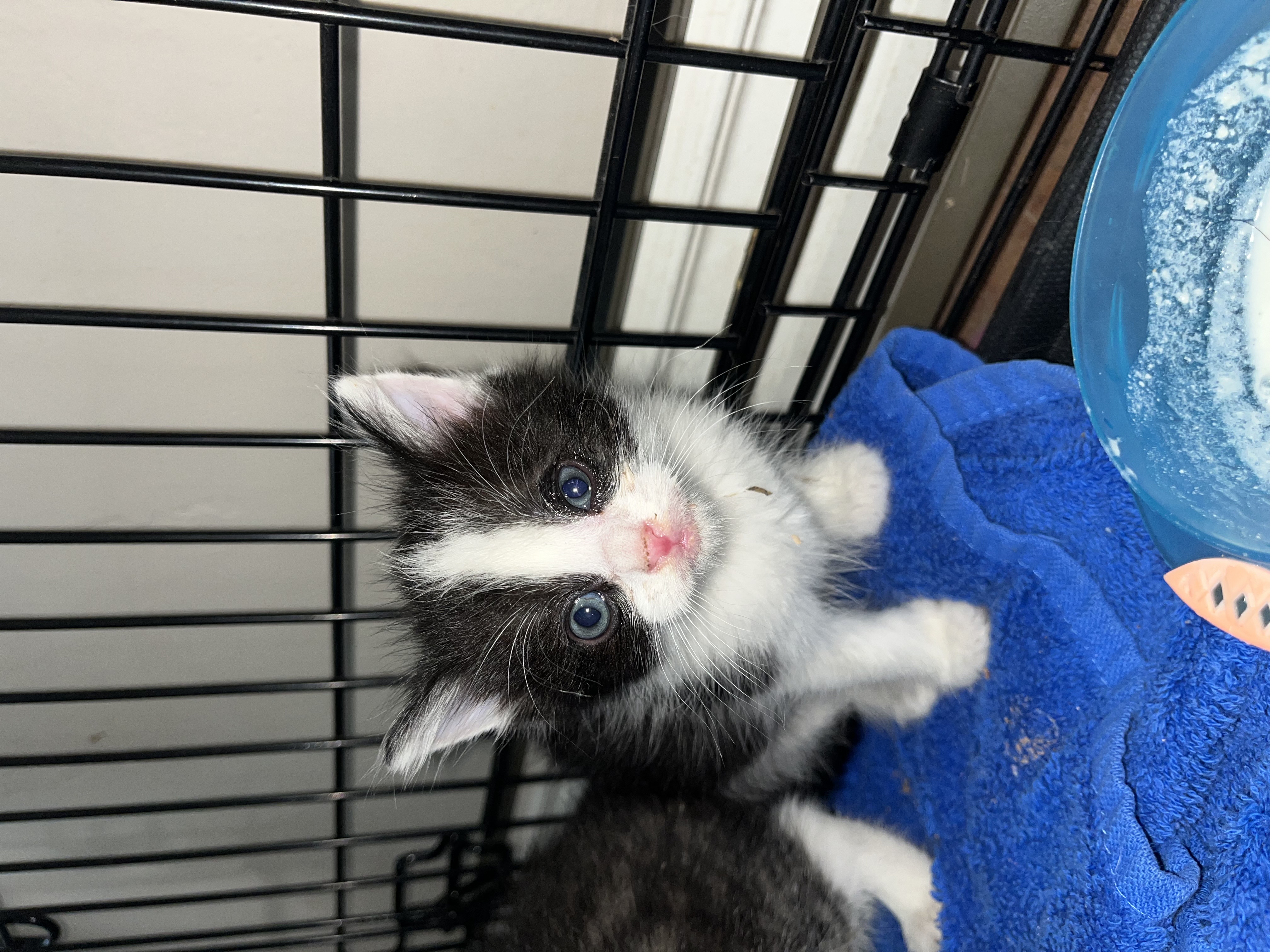Picture of the Animal Listed