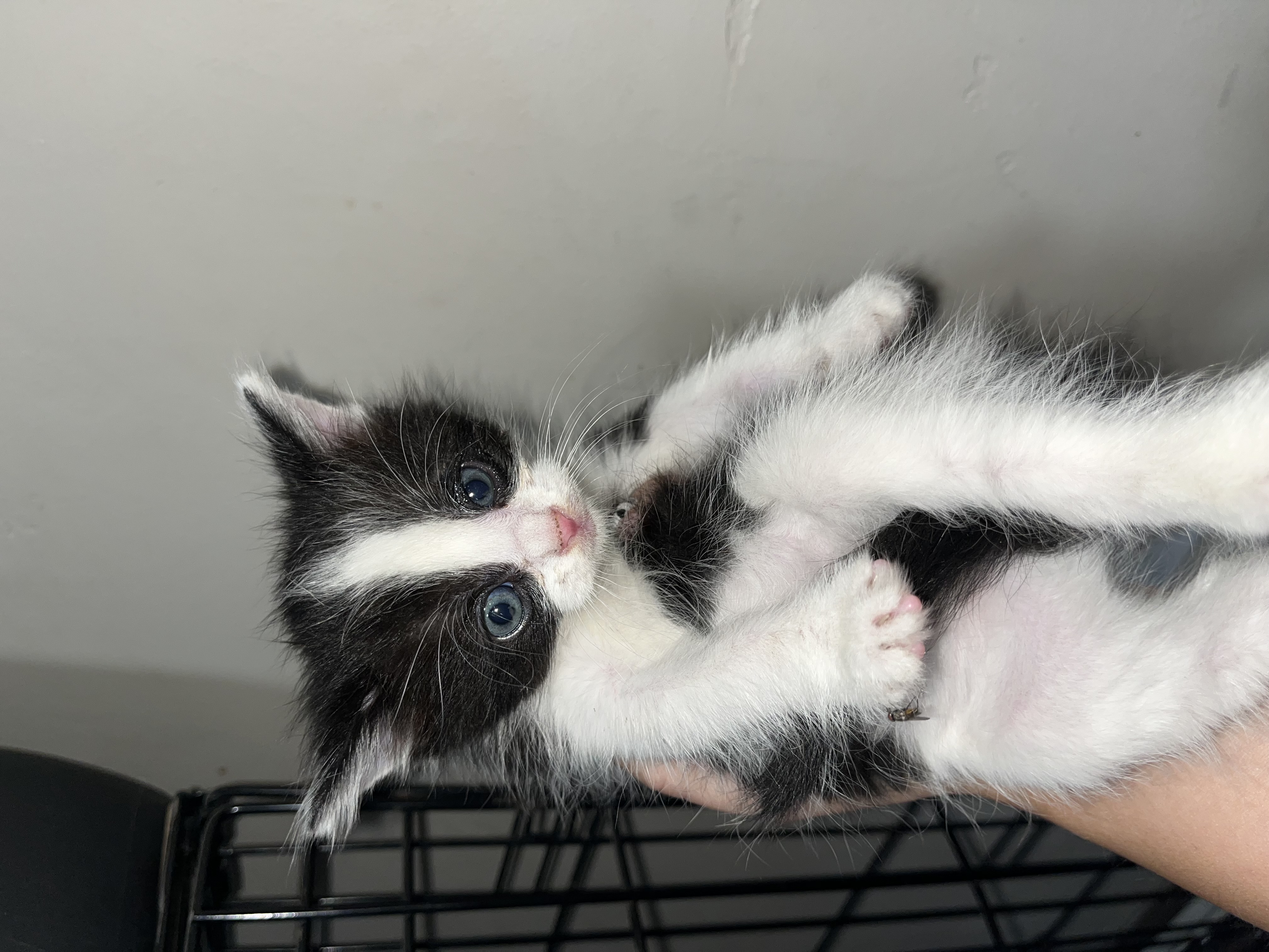 Picture of the Animal Listed