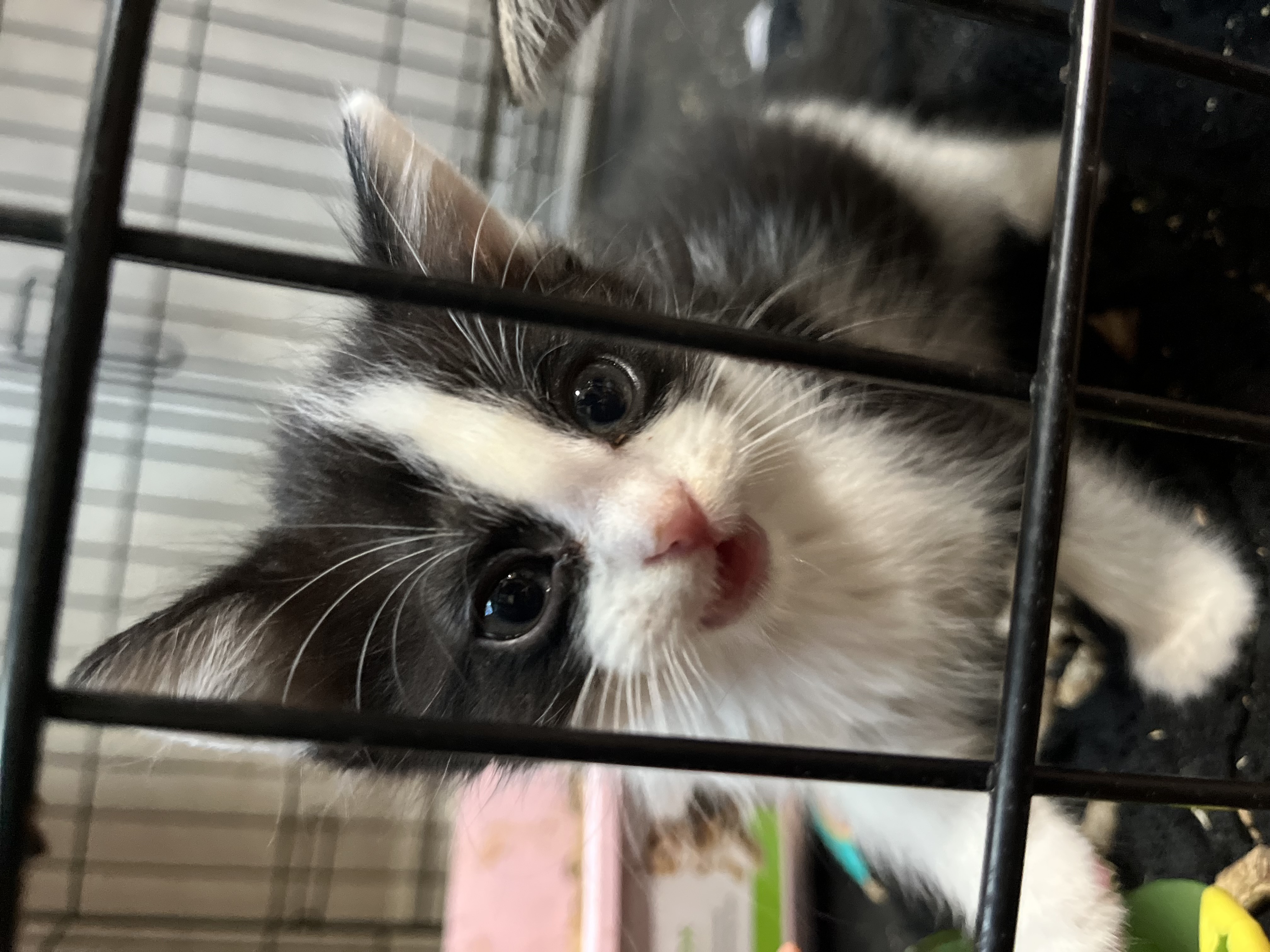 Picture of the Animal Listed
