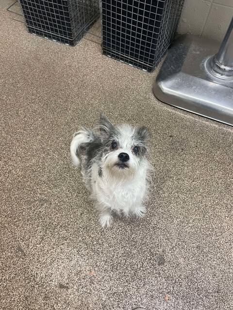 Picture of the Animal Listed