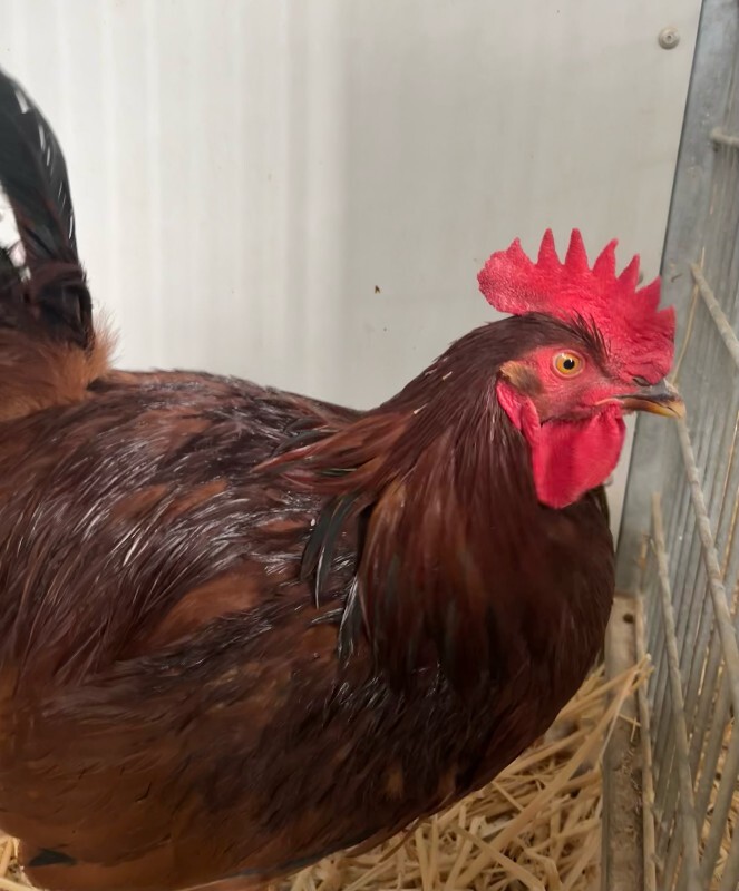 Picture of the Animal Listed