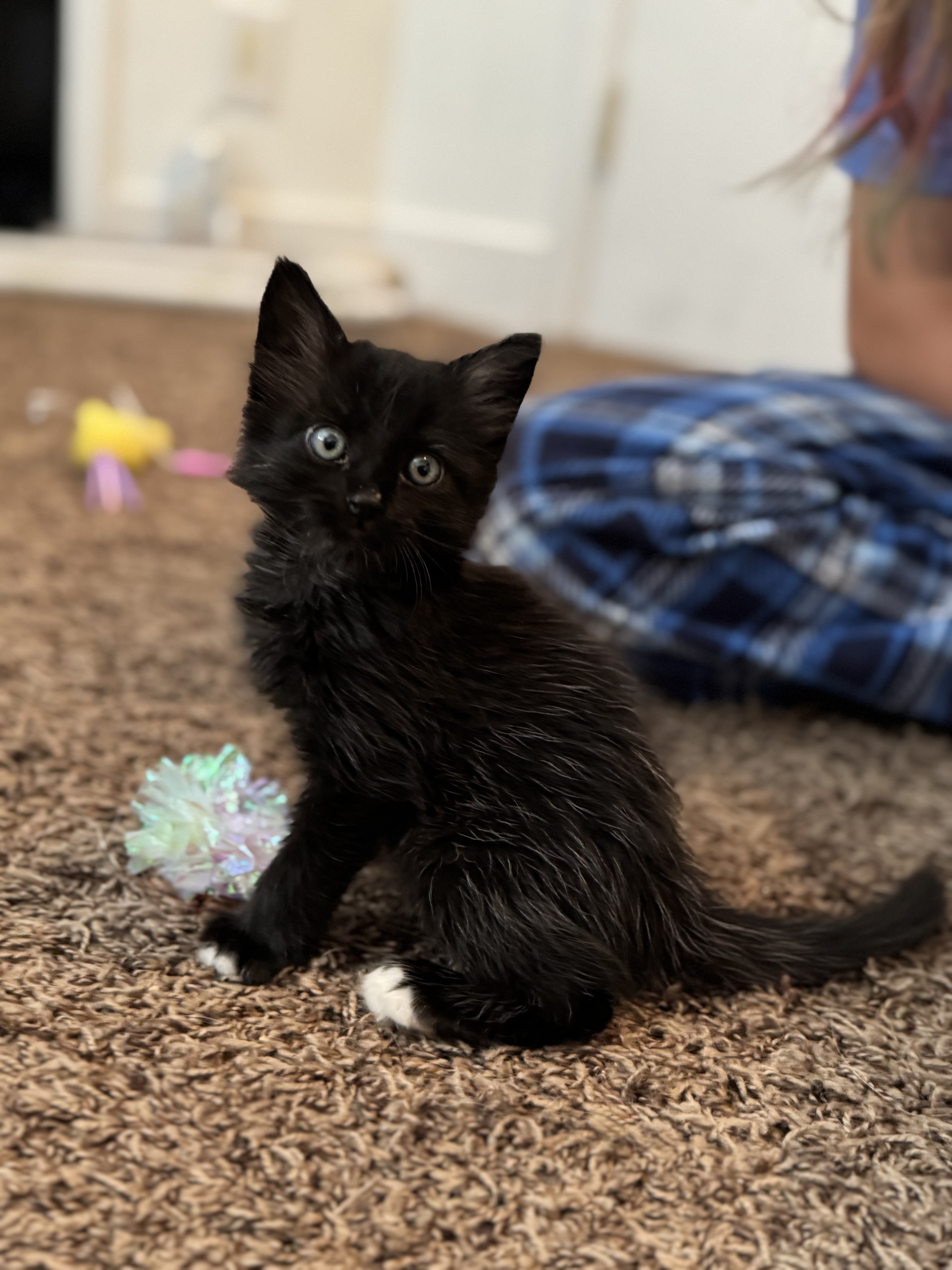 Picture of the Animal Listed