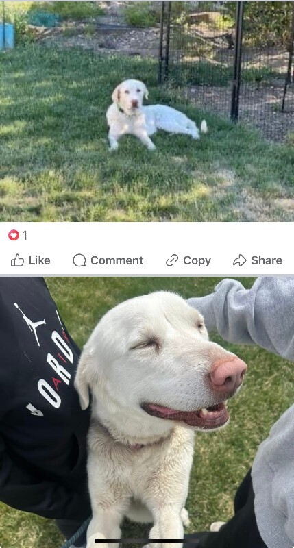 Picture of the Animal Listed