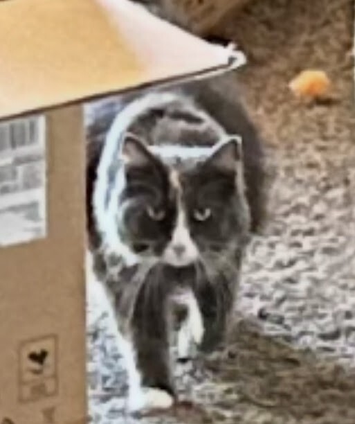 Picture of the Animal Listed